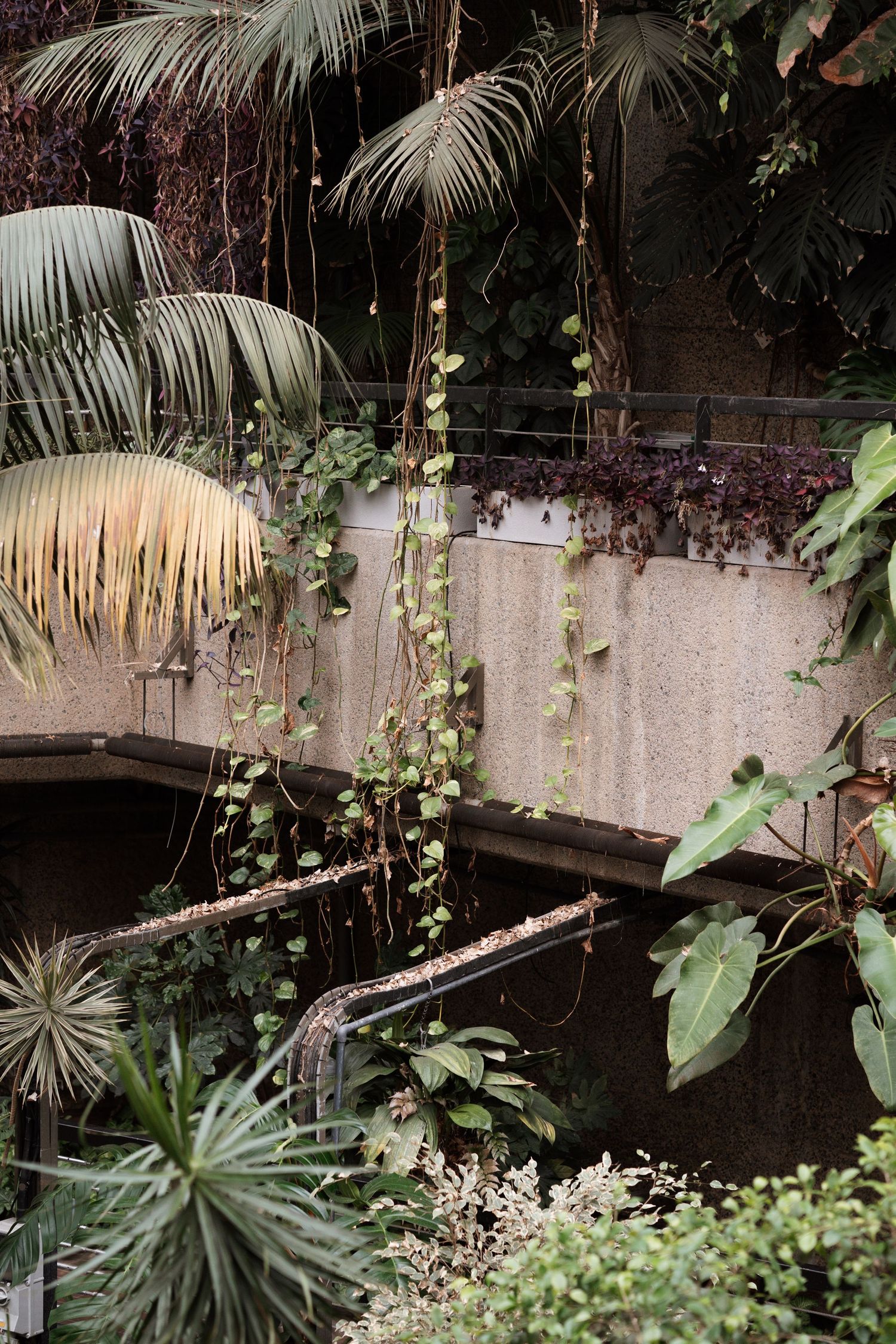 Tropical greenhouse interior with palm fronds and hanging vines creating a natural ambiance.
