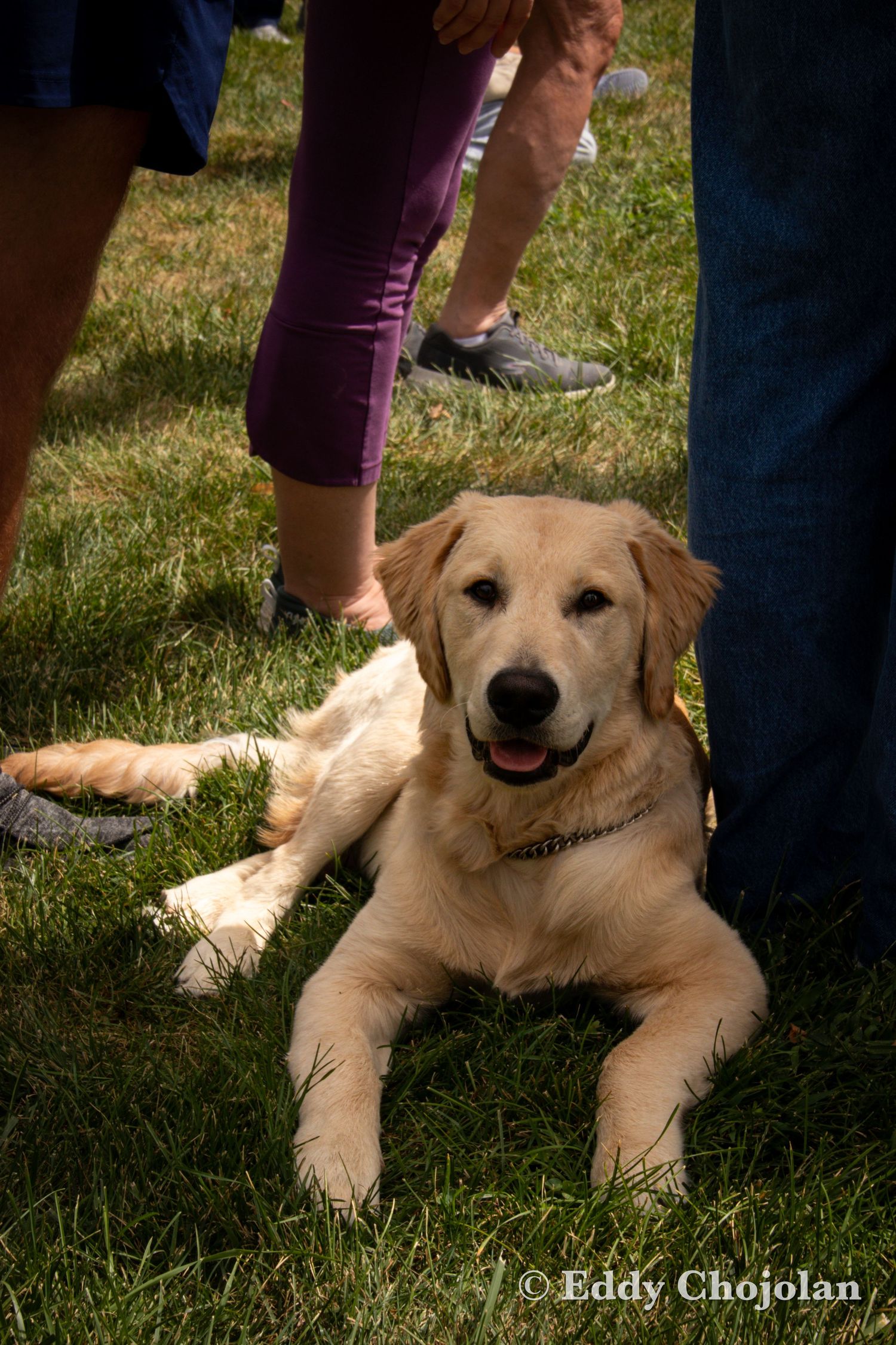 Happy yellow Labrador retriever dog relaxing in grass at outdoor event.