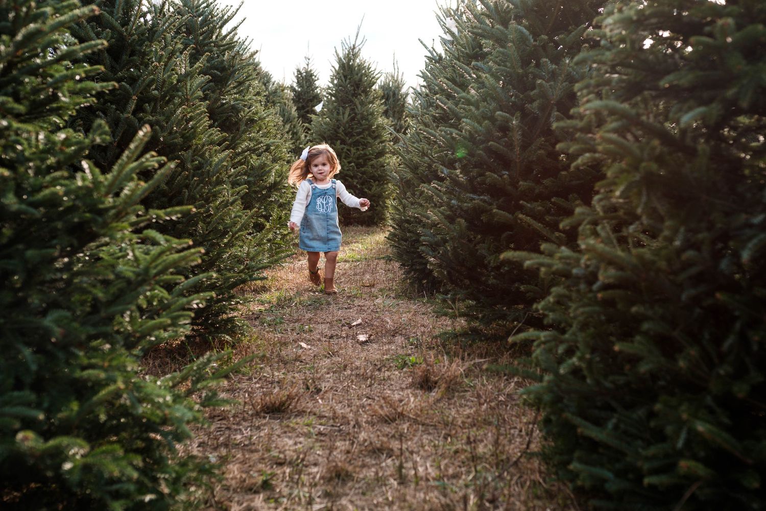 Christmas tree farm with rows of evergreen trees on a cloudy winter day.