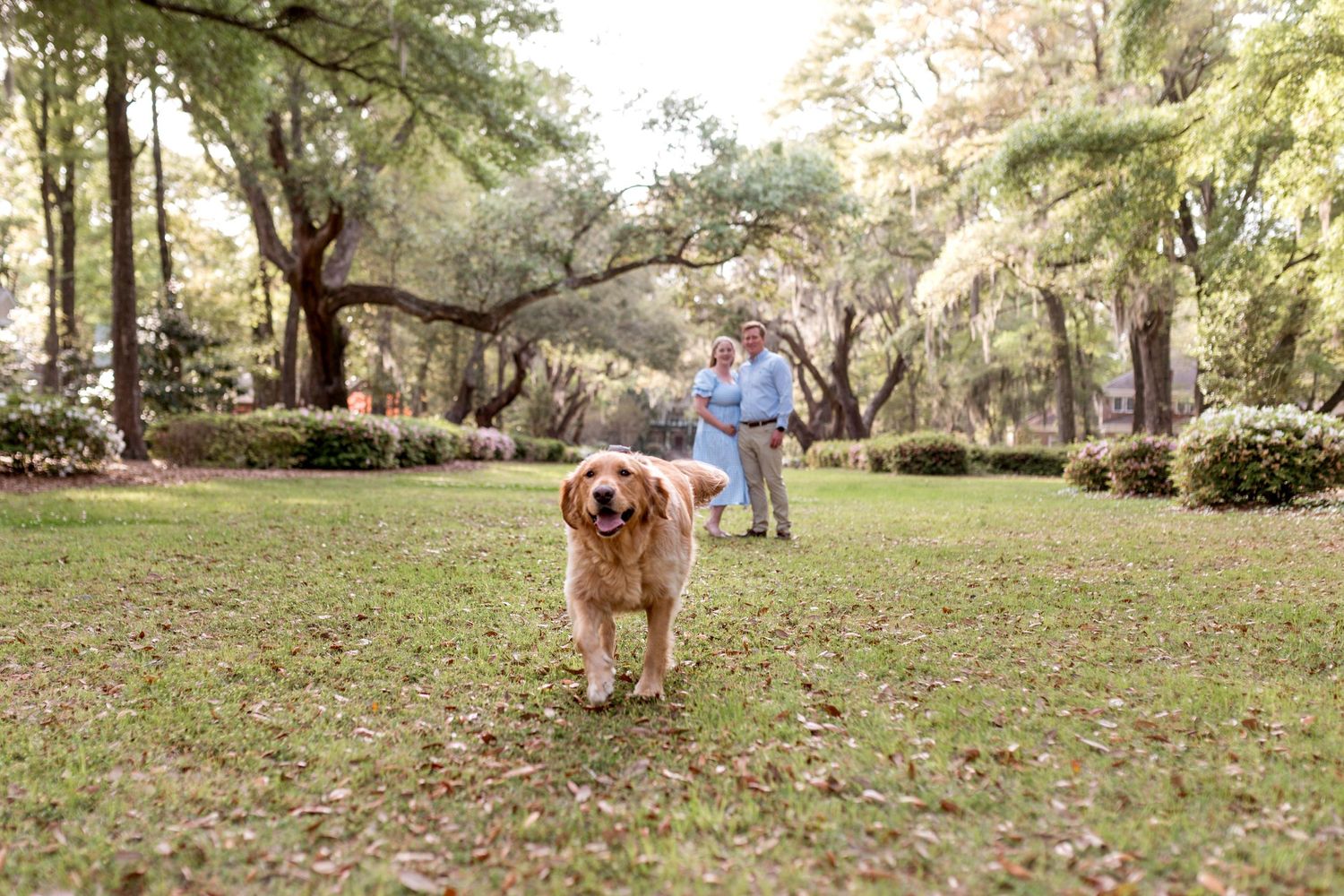 Golden retriever runs joyfully through a lush green park with trees in background.