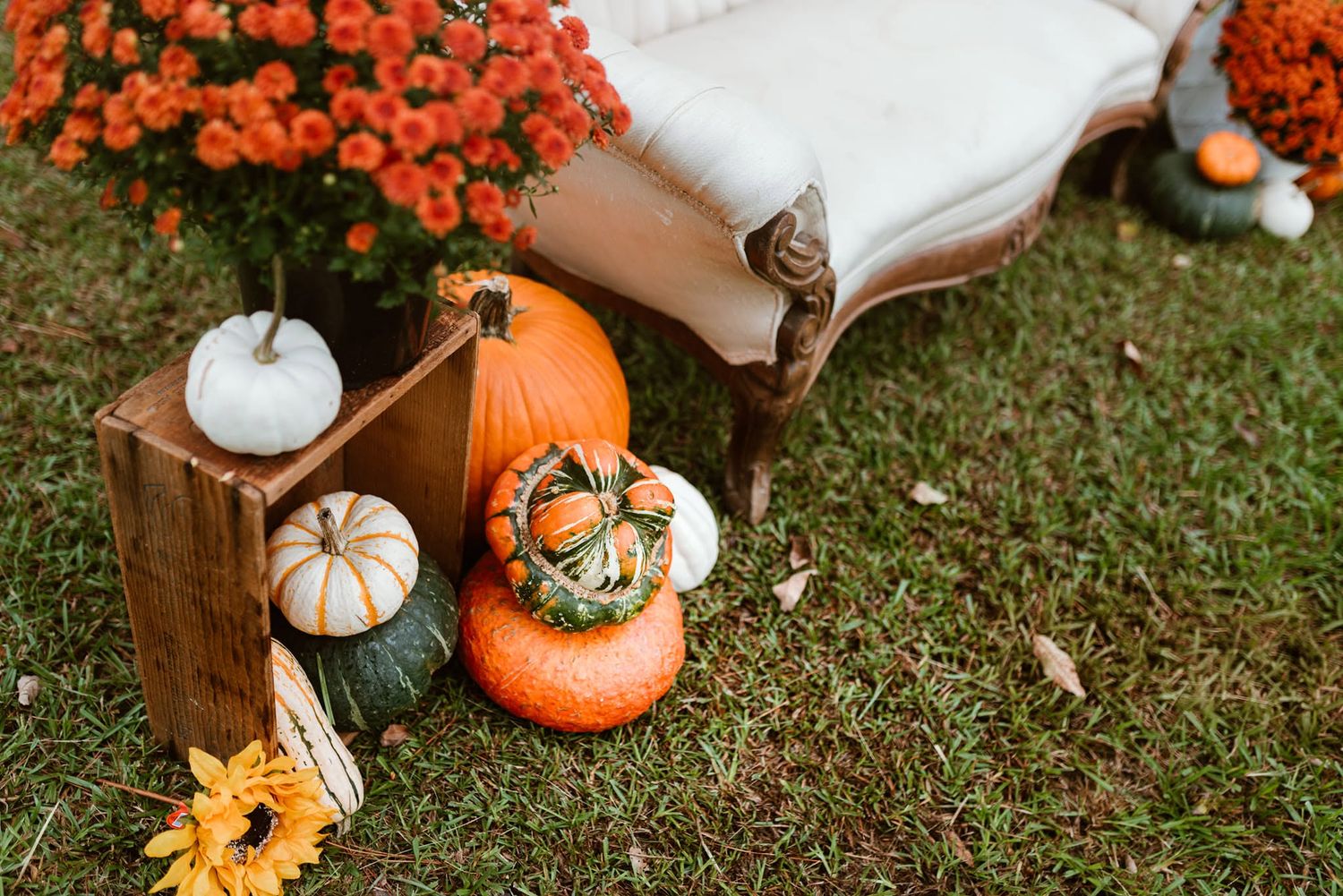 Fall pumpkins and orange mums arranged on grass beside a vintage white bench for autumn decor.
