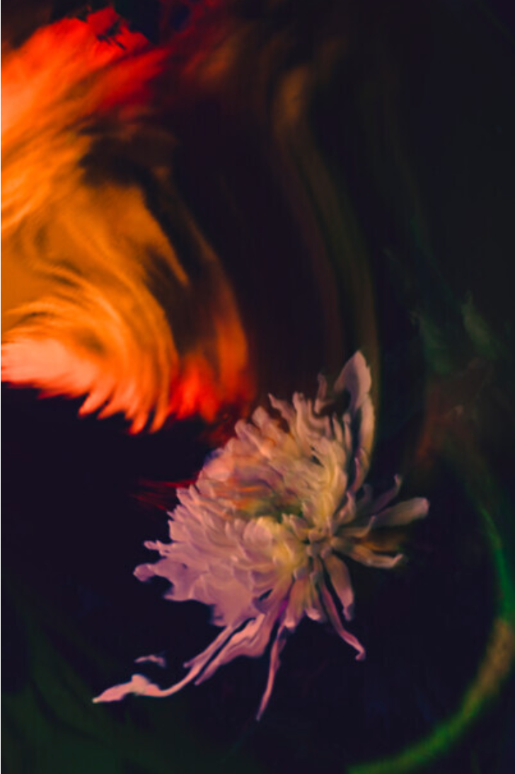 Jana Call me J artistic photo of Fashion Flowers, white flower surrounded by swirling red and green light trails on dark background.