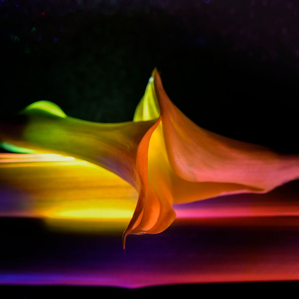 Jana Call me J artistic photo Space Flowers, white flower surrounded by swirling red and green light trails on dark background.