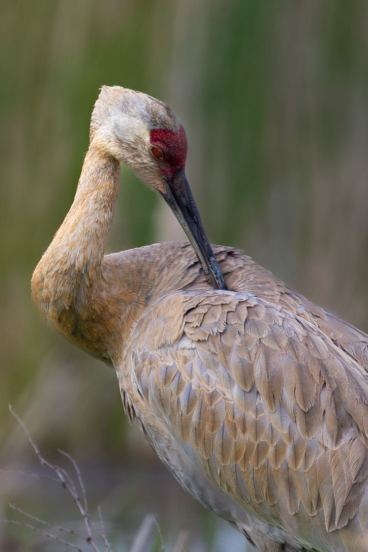 Sandhill crane preens itself
