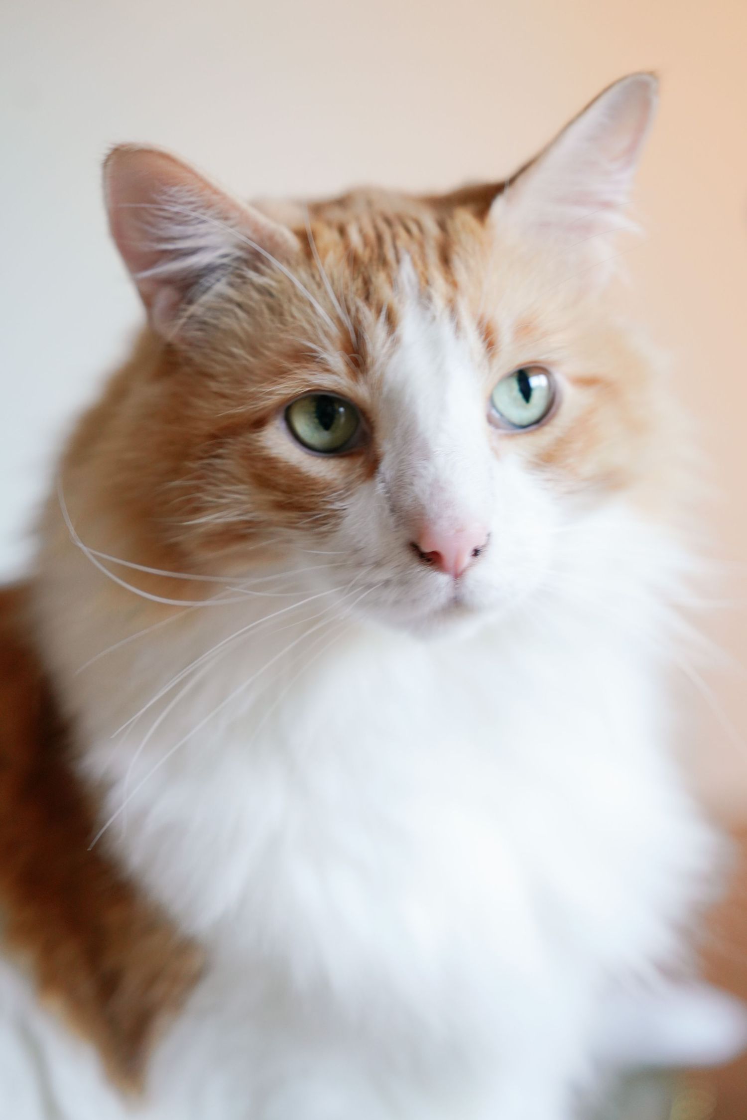 Close-up portrait of fluffy orange and white cat with green eyes on light background.