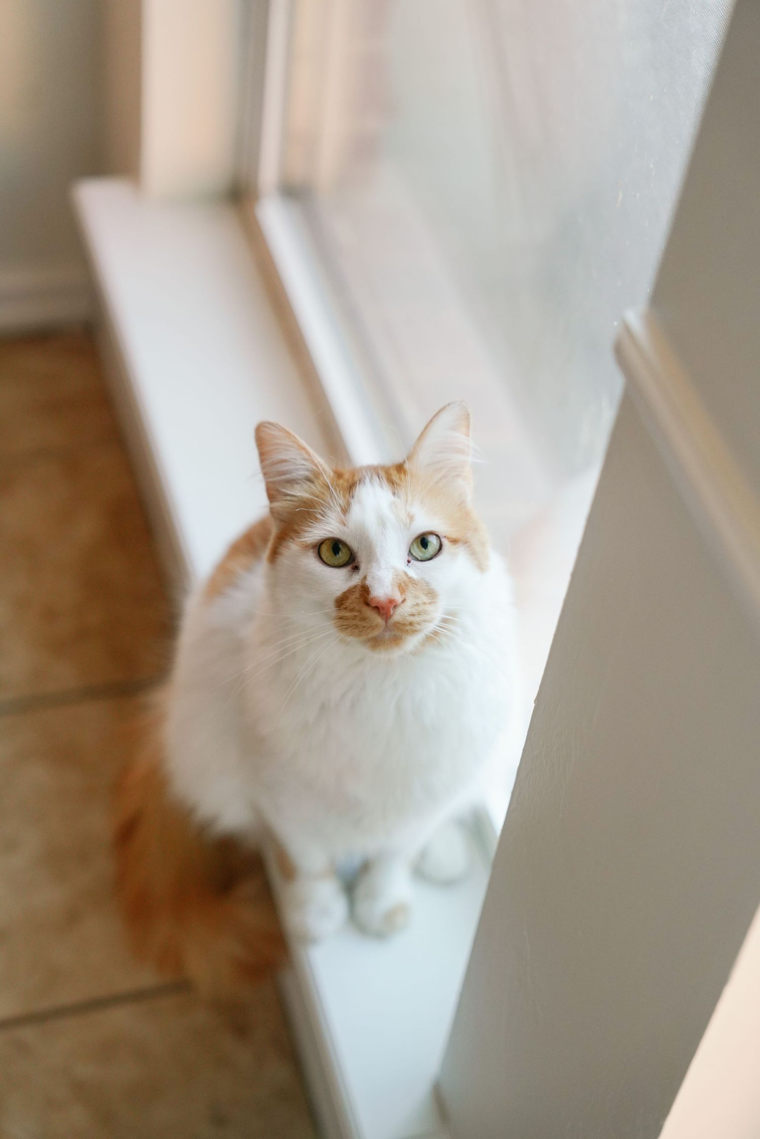 Orange and white cat with green eyes sitting by white stair railing on tile floor.