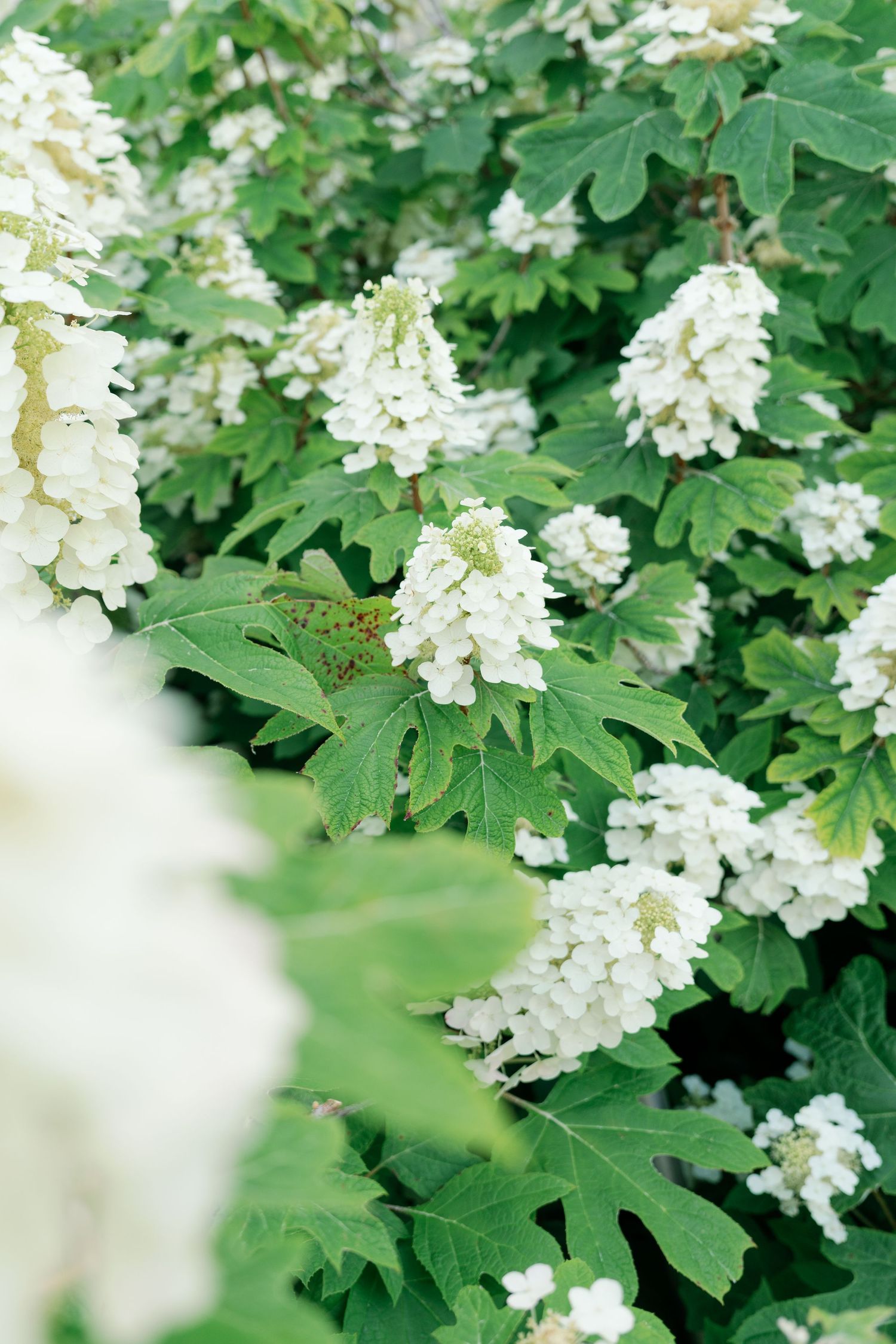Close-up of blooming white oakleaf hydrangea flowers with green lobed leaves in garden.