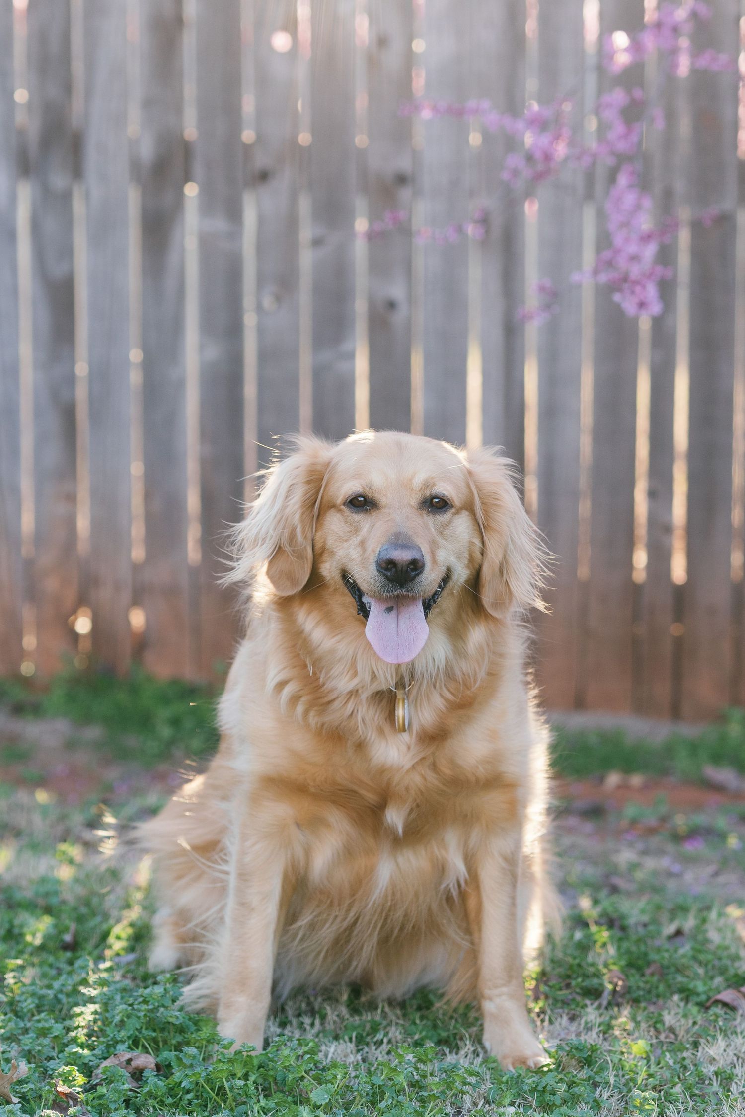 Happy golden retriever sitting on grass in backyard with wooden fence and spring blossoms.