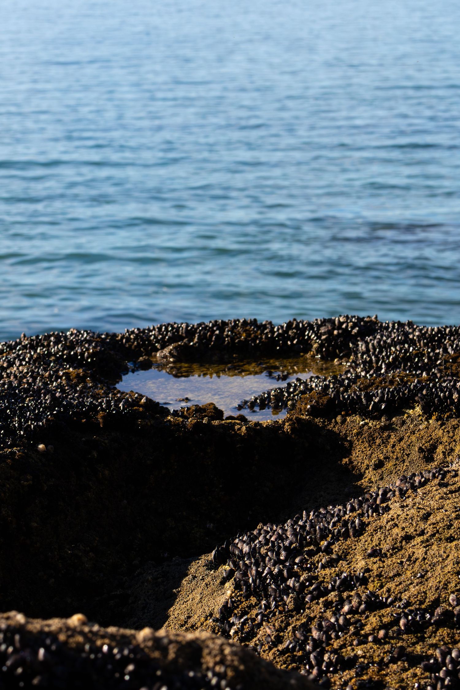 Rocky coastal shoreline covered in mussels and barnacles with calm blue ocean in background.