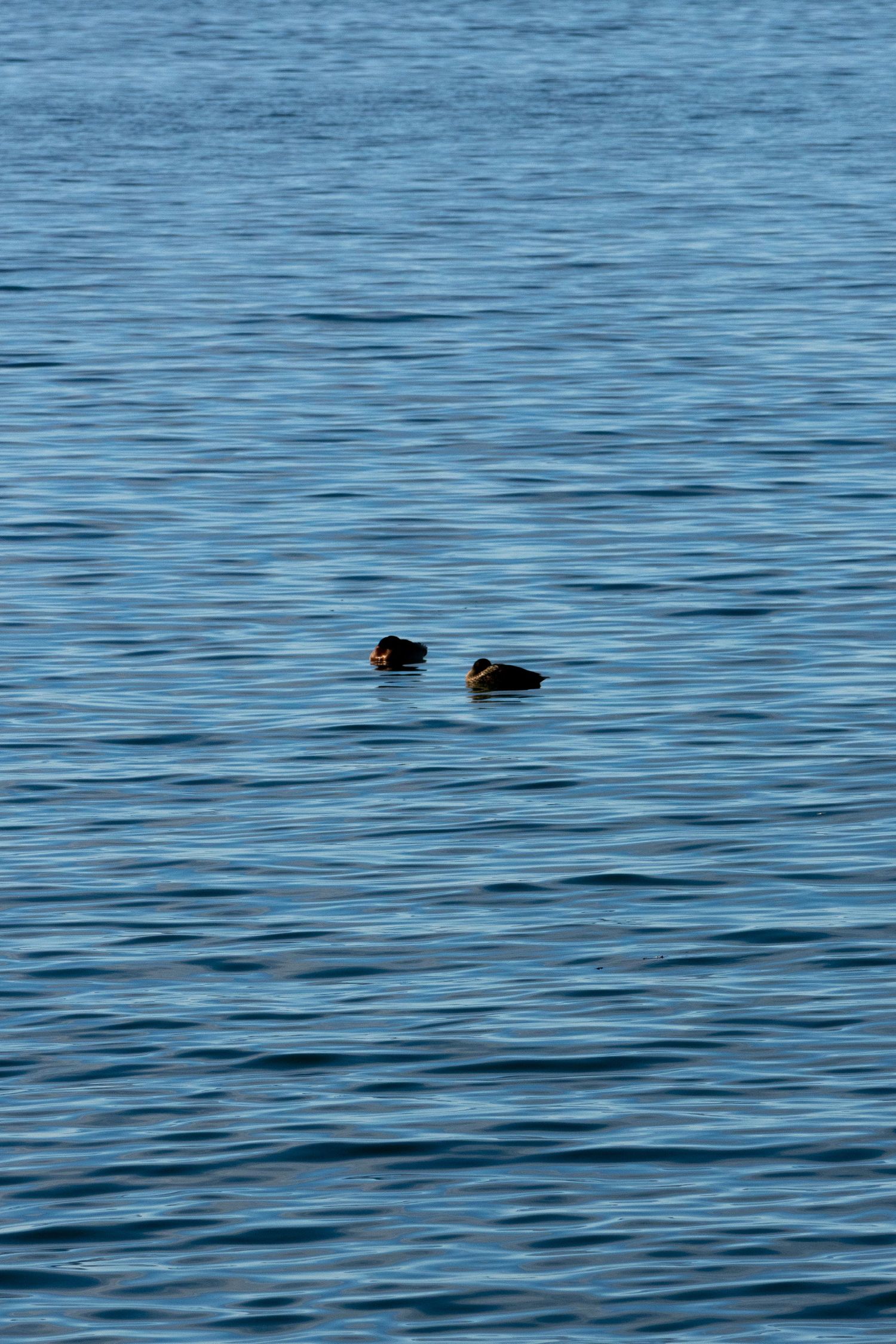Two ducks swimming peacefully on calm blue rippling water in natural habitat.