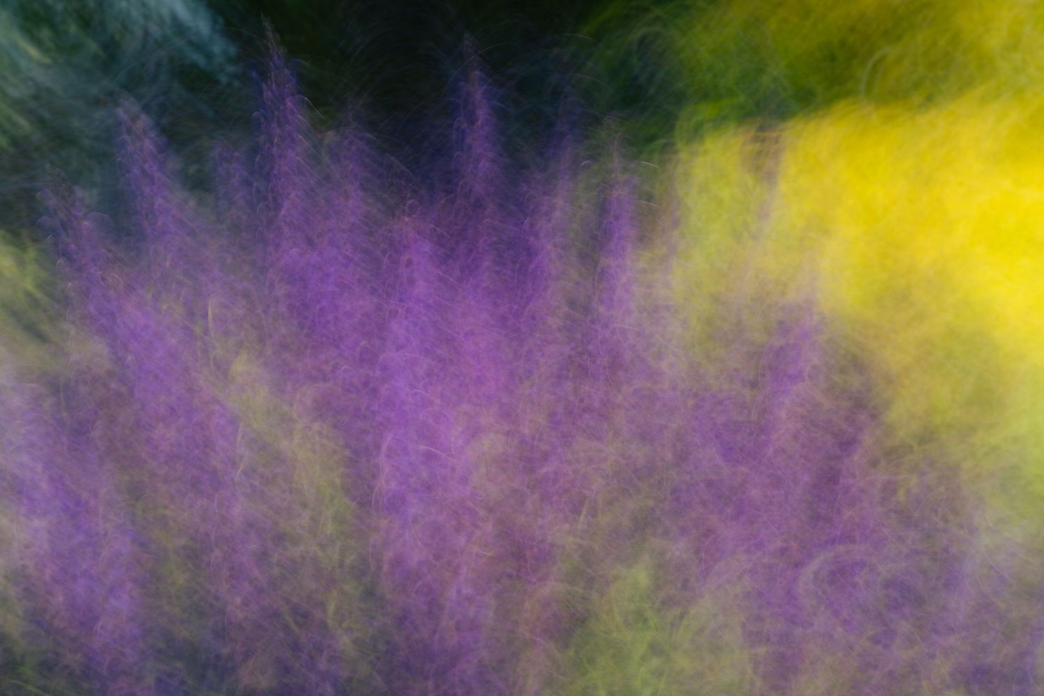 Abstract photo of purple lavender and yellow flowers blurred with intentional camera movement.