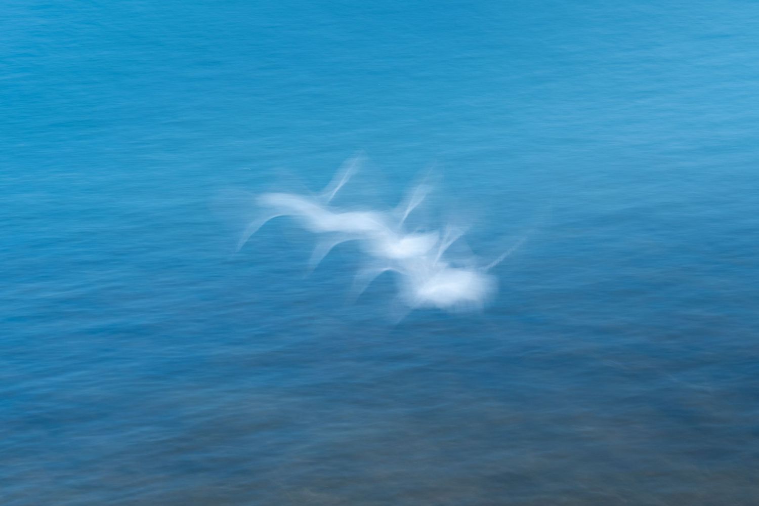 Abstract motion blur photo of seagulls flying over blue ocean water.