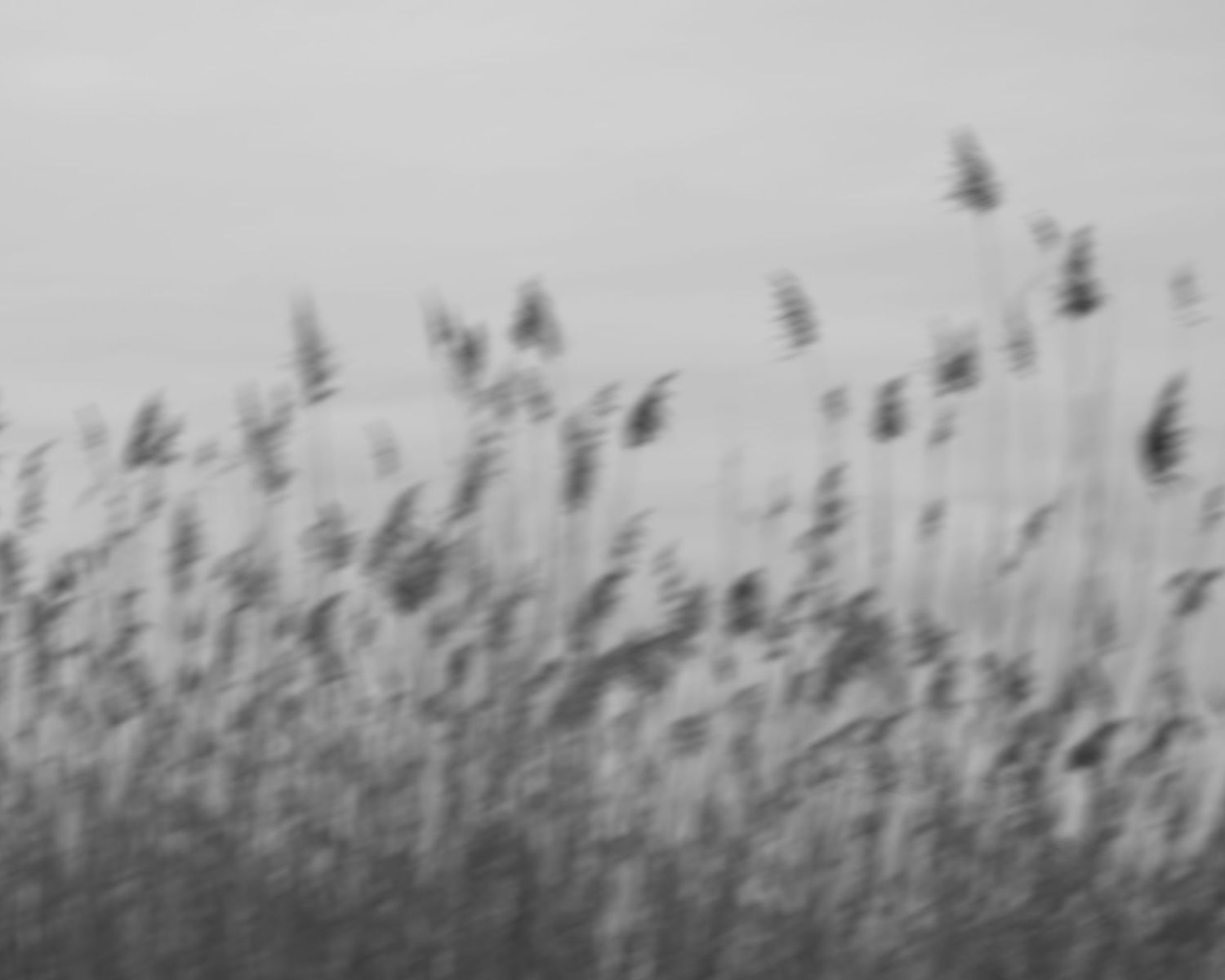 Black and white blurred photo of tall grass reeds swaying against an overcast sky.
