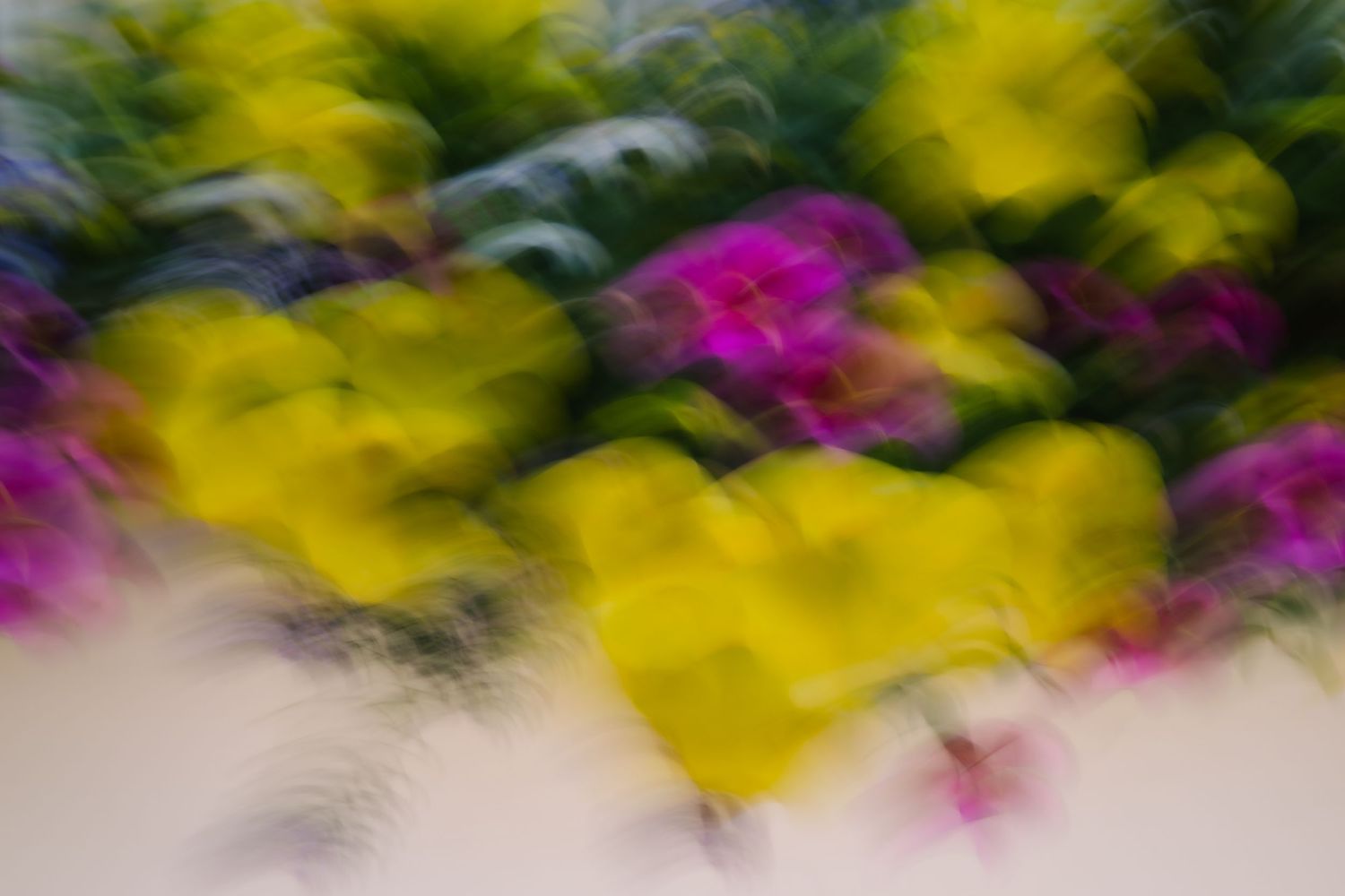Vibrant yellow and pink flowers captured with intentional camera movement creating an abstract blur.
