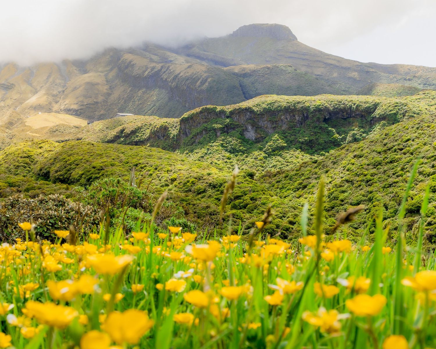 A meadow of yellow wildflowers stretches toward Mount Taranaki beneath low clouds in Taranaki, New Zealand.