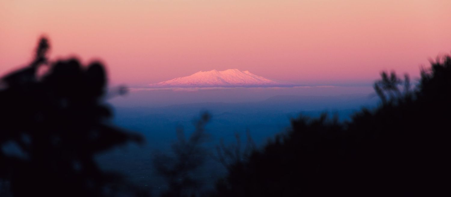 Mount Ruapehu glows pink in the distance at sunset, framed by alpine vegetation from Stratford Plateau on Mount Taranaki.