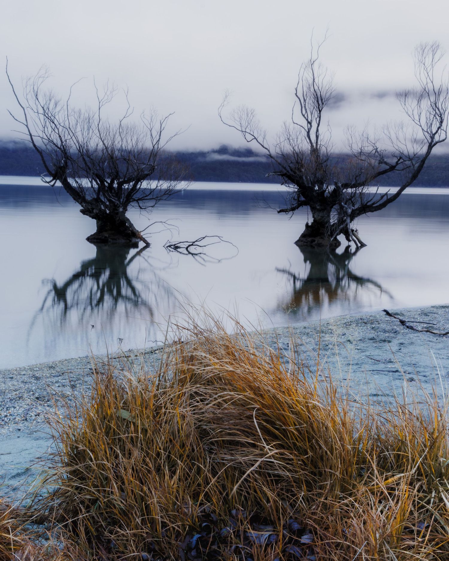 Two bare trees standing in the calm waters of Lake Wakatipu near Glenorchy, reflected with golden tussock in the foreground.