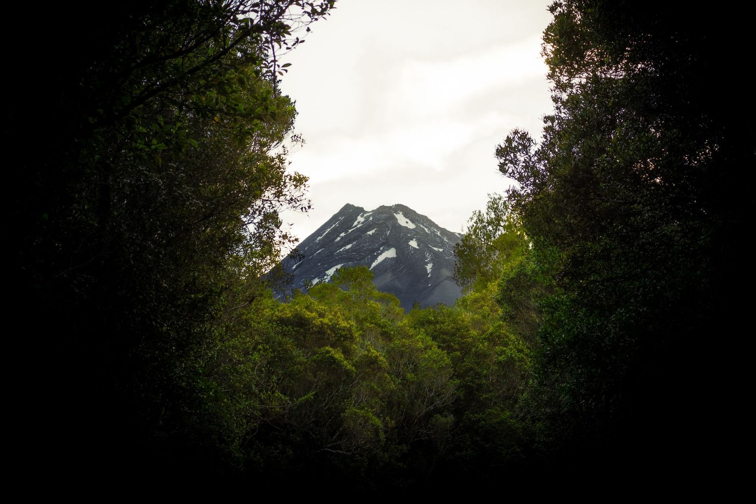 Mount Taranaki is framed by dense native forest, creating a natural window through the trees in Taranaki, New Zealand.