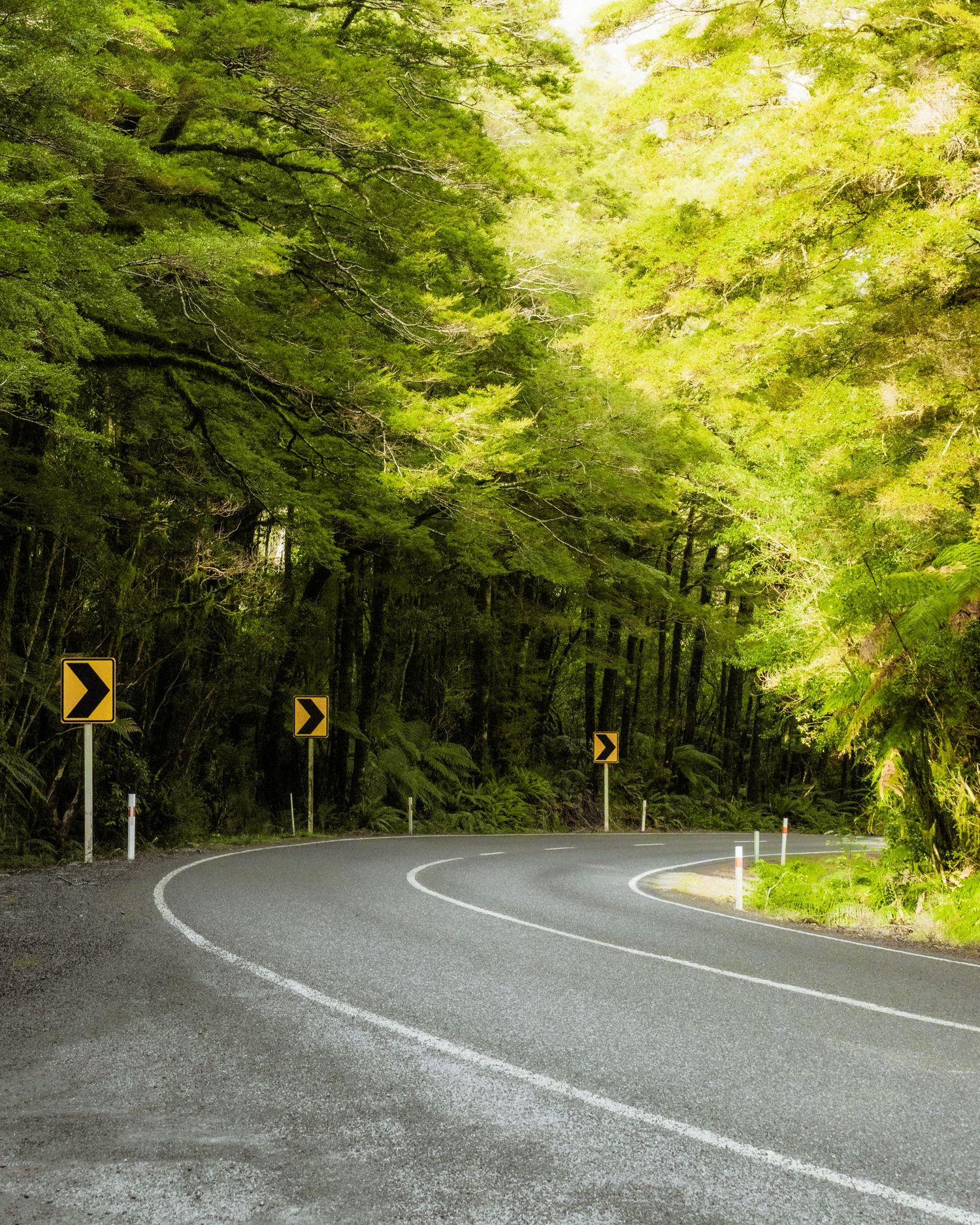 A winding road curves through a lush green forest in Fiordland National Park, New Zealand, with sunlight filtering through the trees.