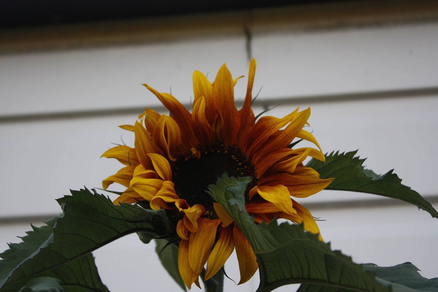 Close-up photograph of a sunflower in bloom, taken in 2016 during the early years of Locky B Photography.