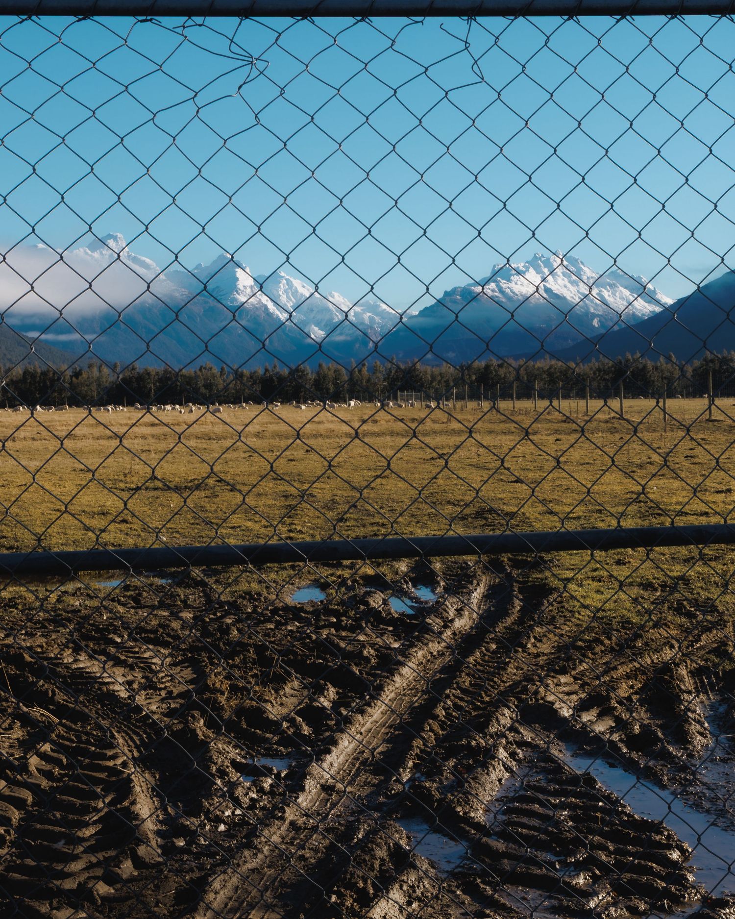 Snow-covered mountains and grazing sheep seen through a chain-link farm fence in Rees Valley.