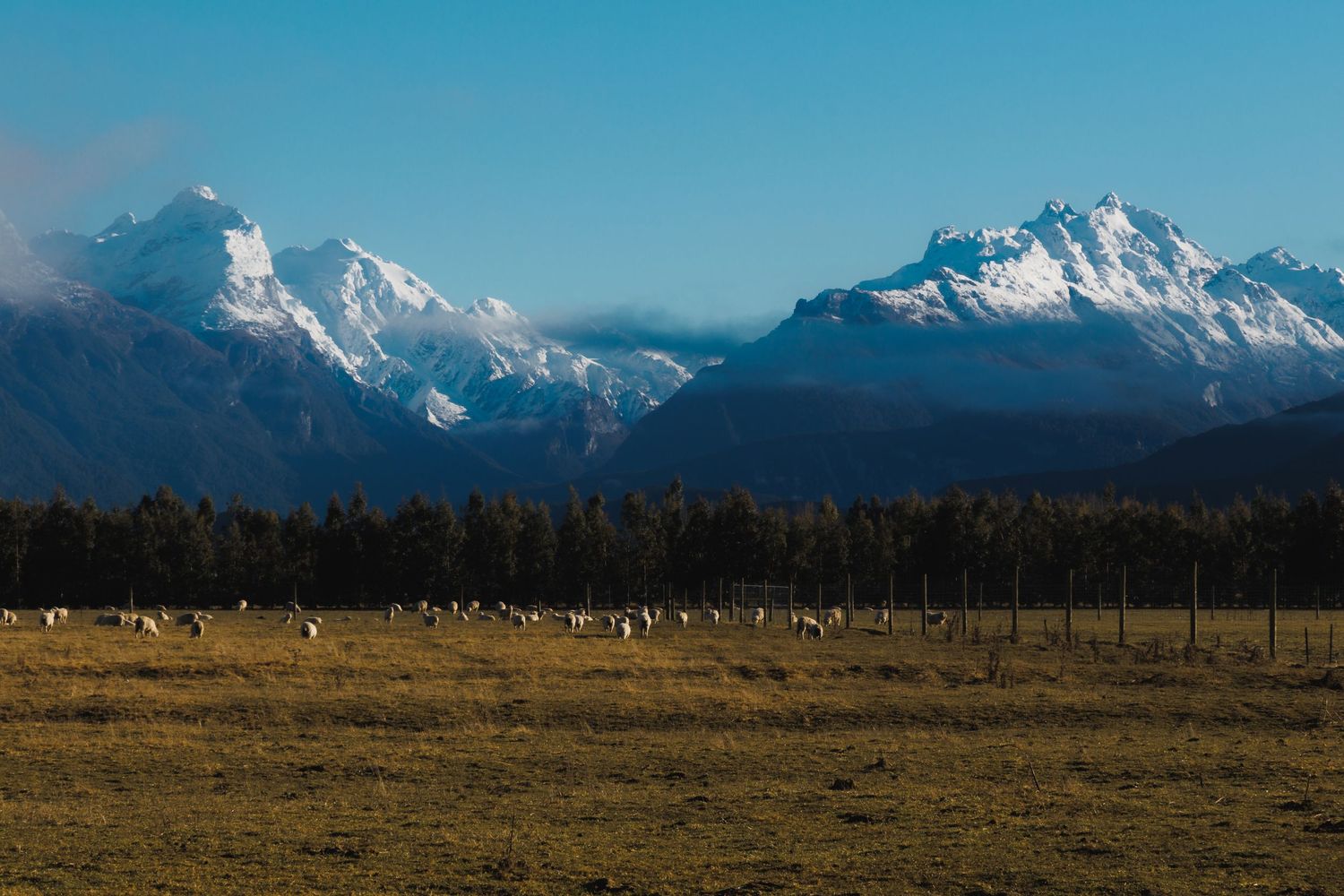 Sheep graze in a golden paddock beneath snow-covered mountains in Rees Valley near Glenorchy.