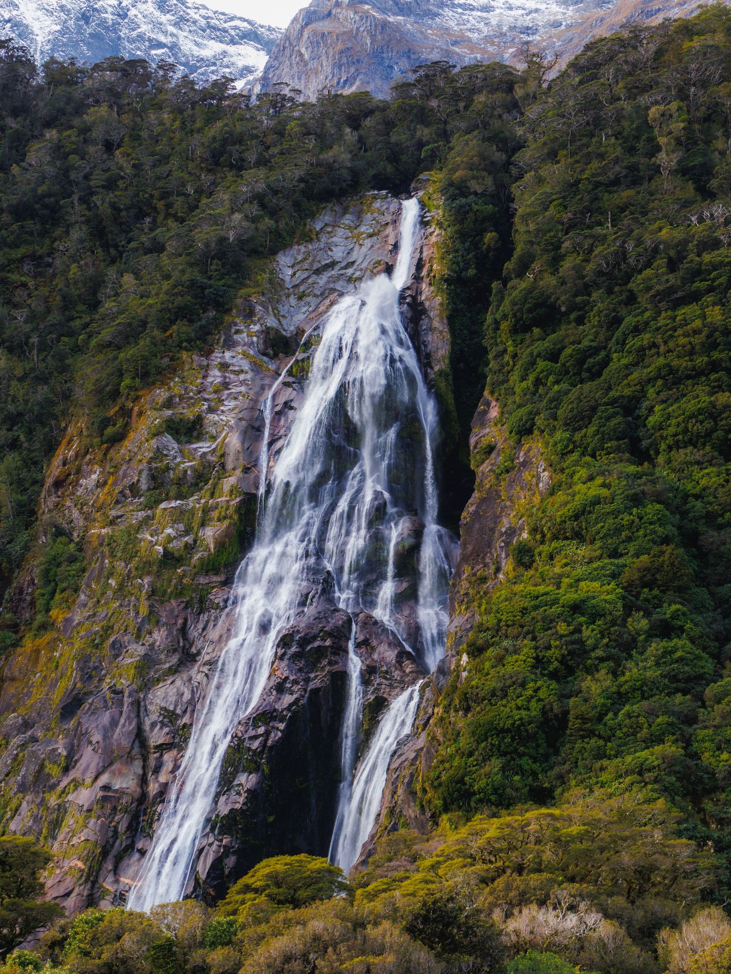 A large waterfall cascades down a rocky mountainside surrounded by dense native forest near Milford Sound, New Zealand.