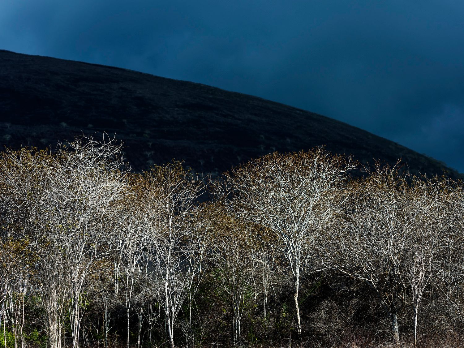 Bare white trees stand against a dark stormy sky and shadowed mountain slope in a dramatic landscape.
