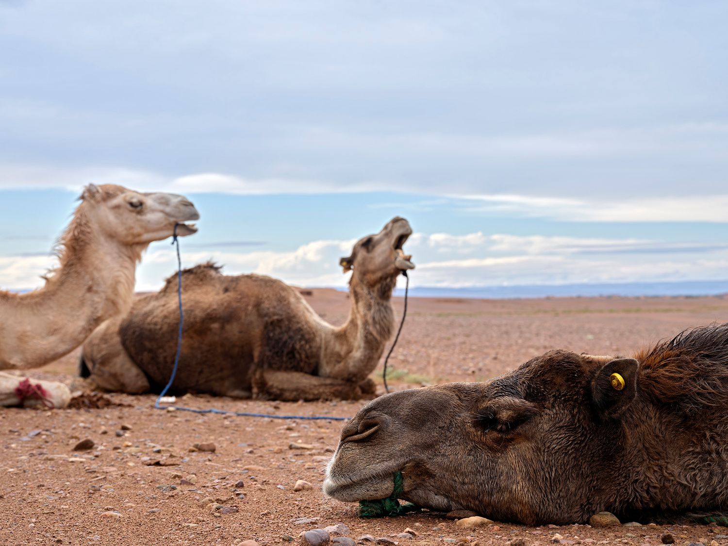Three camels resting on arid desert ground under a cloudy sky in Morocco.