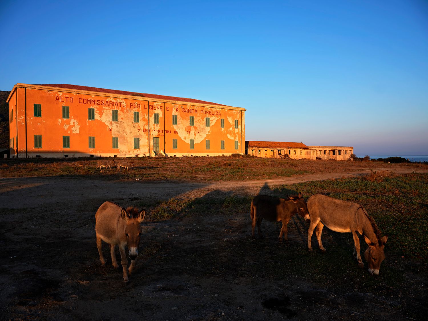 Donkeys grazing at sunset near a large rustic red brick building under a clear blue sky.