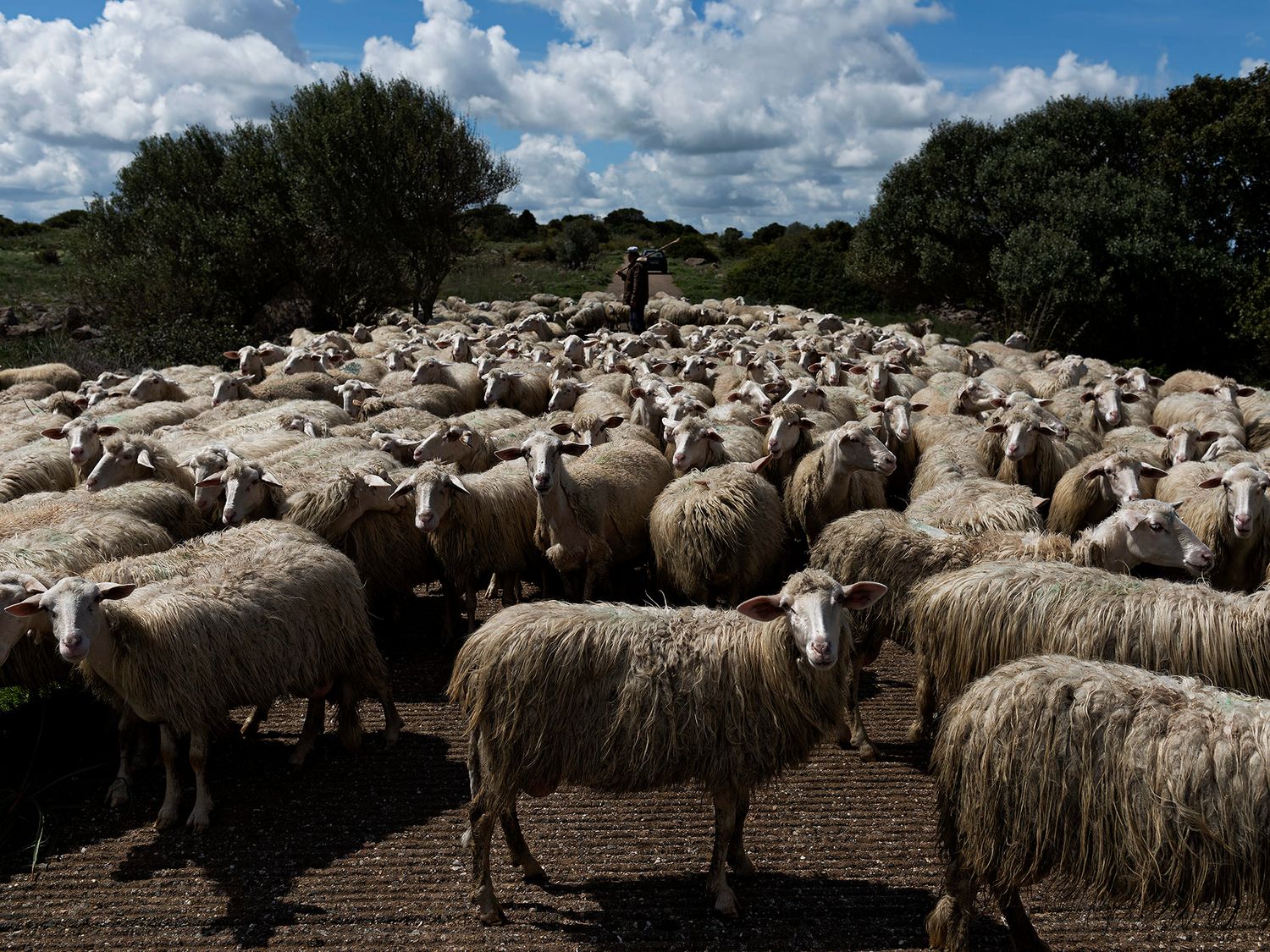 A large flock of woolly sheep gathered on a rural path with a shepherd and trees under a cloudy sky.