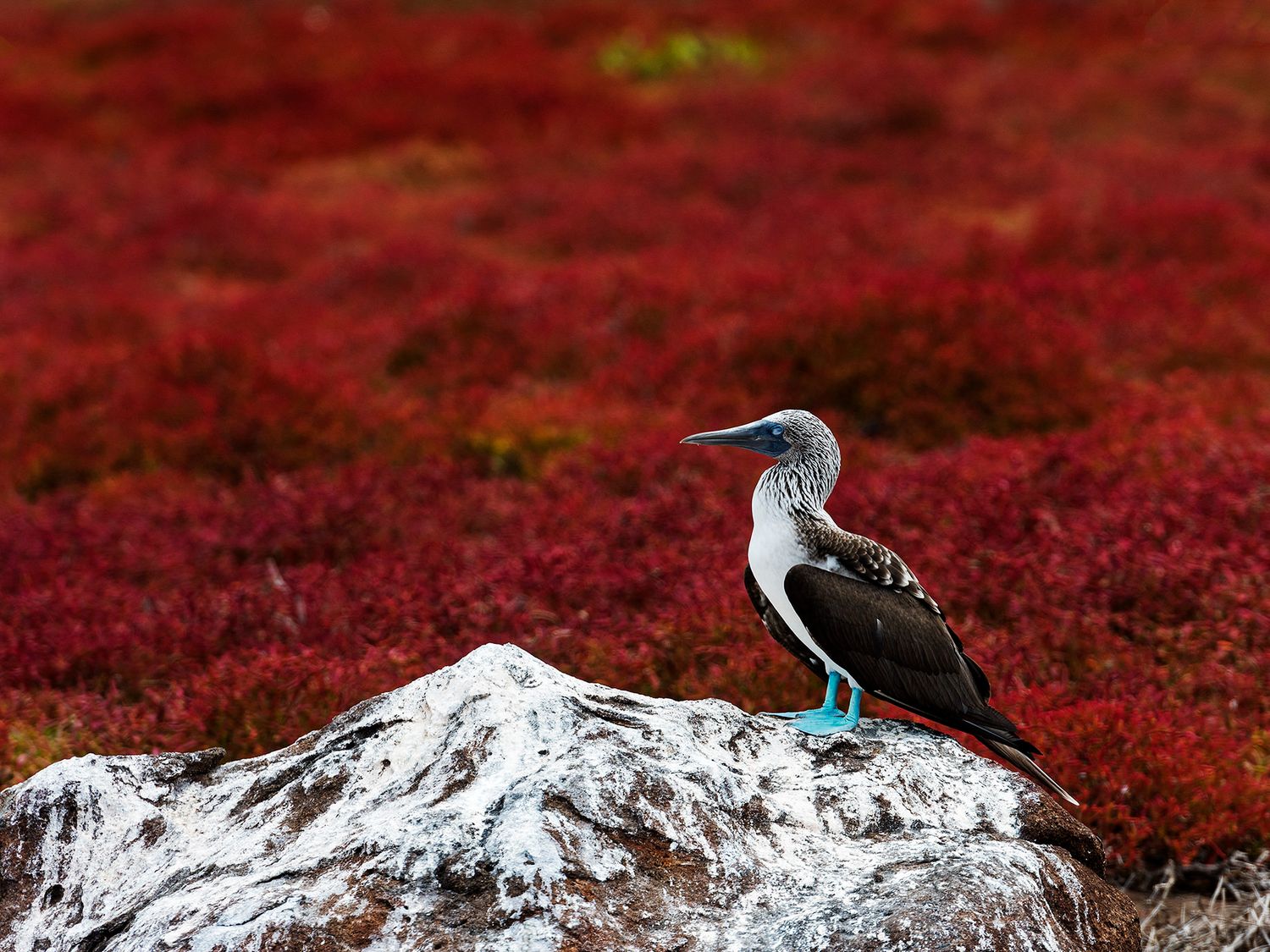 A blue-footed booby perched on a white rock surrounded by vibrant red vegetation in the Galapagos Islands.