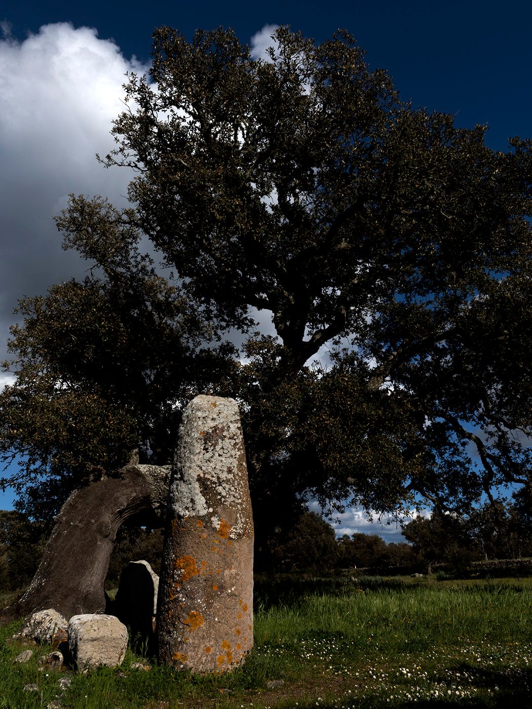 Ancient stone megalith stands beside a large oak tree under dramatic blue sky with clouds in a green field.