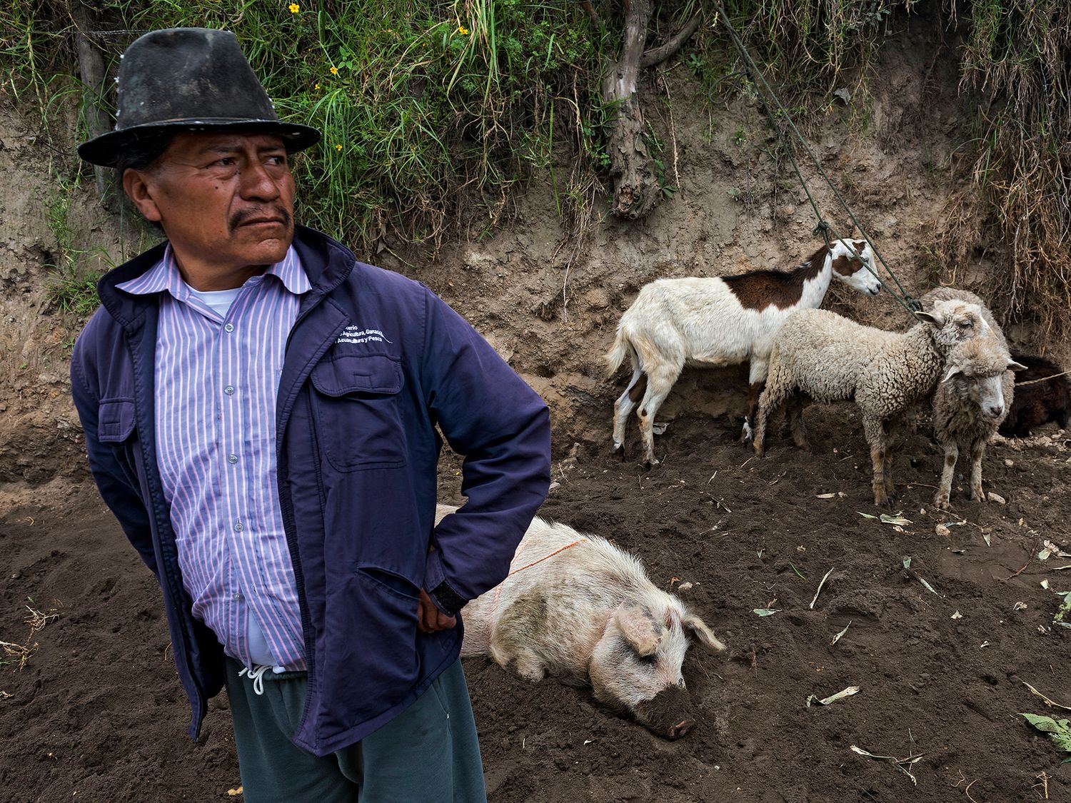 A farmer in a blue jacket and hat stands beside sheep and a donkey on a rural dirt path in South America.