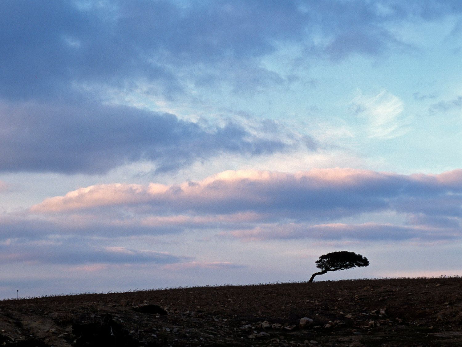 A lone windswept tree silhouetted on a barren hilltop under a dramatic cloudy sky at dusk.