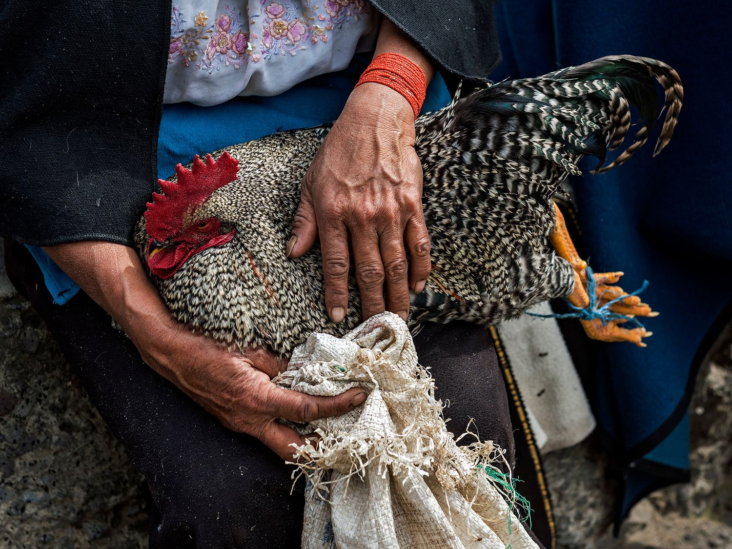 Person holding a speckled rooster with red comb at a rural market, hands gripping bird securely.
