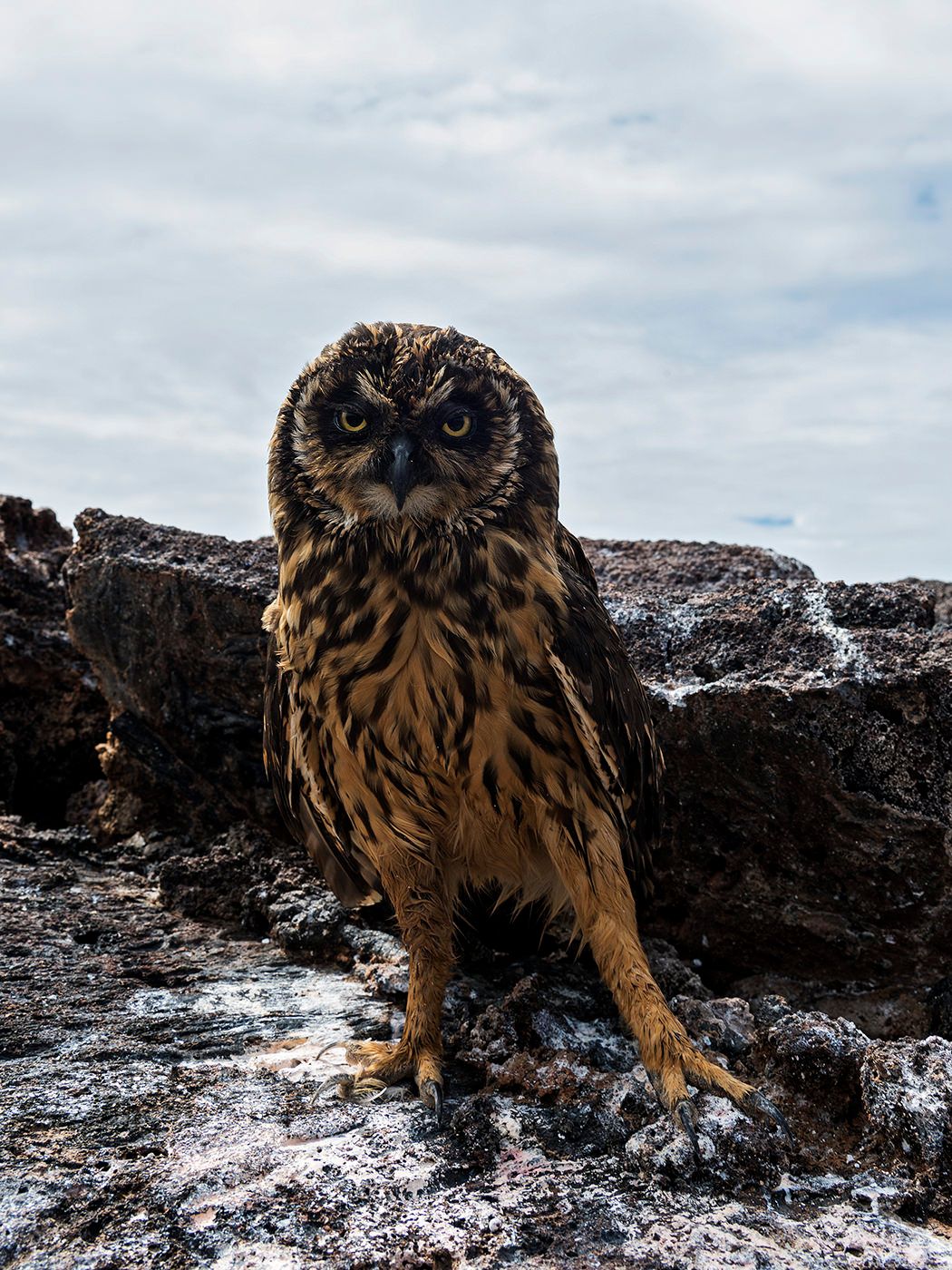 A short-eared owl perched on rocky coastal terrain, staring intensely at the camera under a cloudy sky.