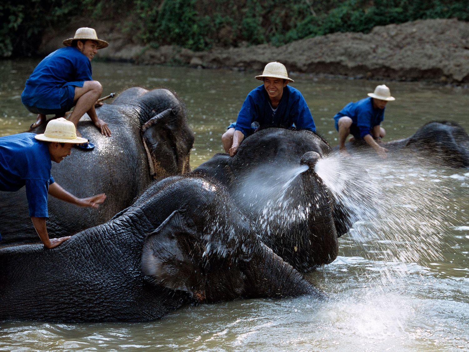 Mahouts in blue uniforms and straw hats bathe elephants in a river at a sanctuary in Thailand.