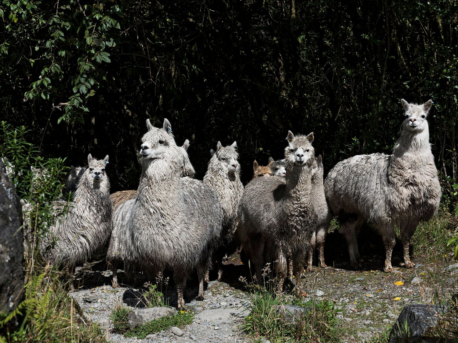 A herd of white llamas standing together on rocky terrain surrounded by lush green trees.