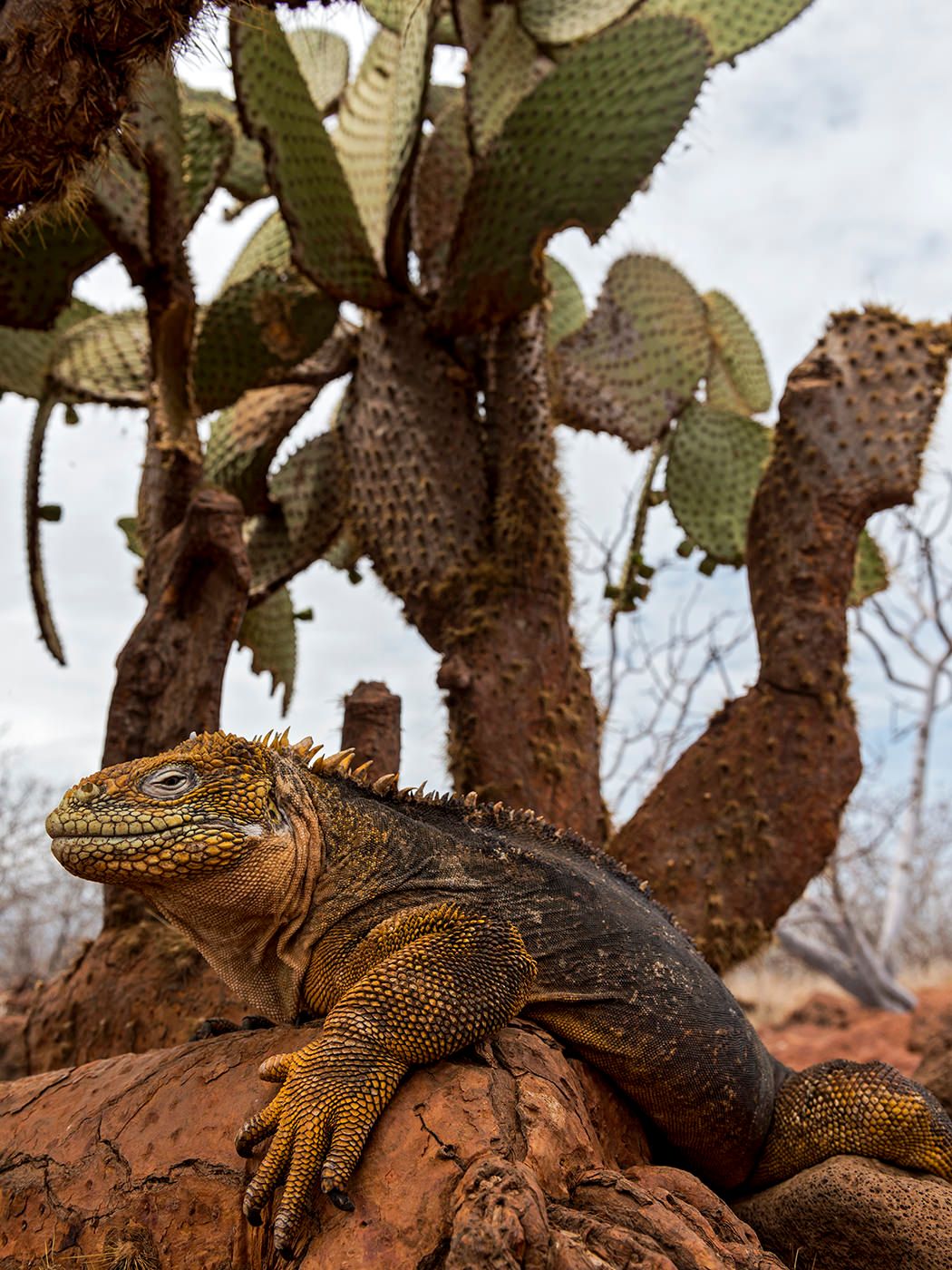 A yellow Galapagos land iguana perches on red rocks beneath a towering prickly pear cactus tree.