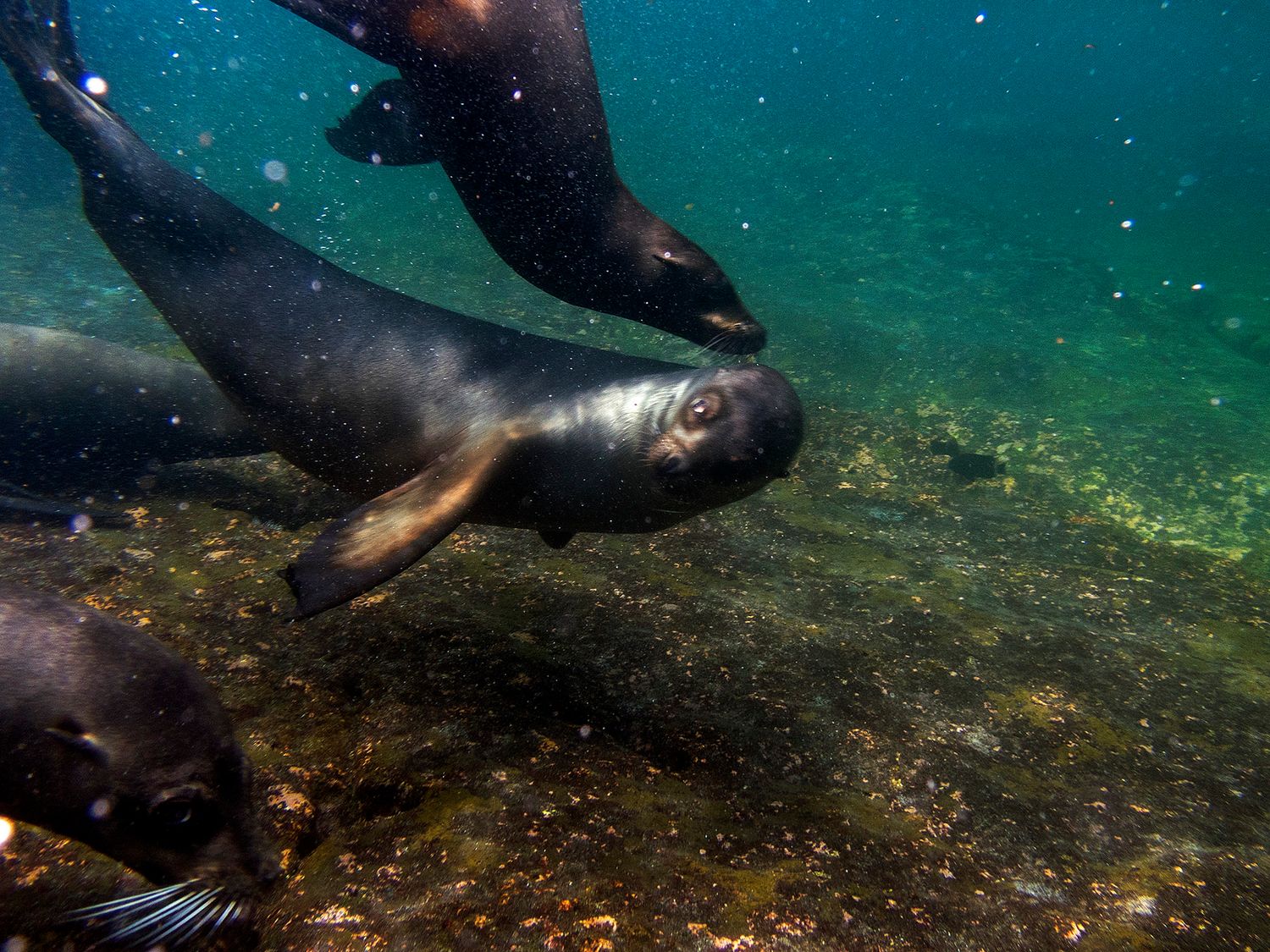 Sea lions swim gracefully underwater near a rocky ocean floor in clear blue water.