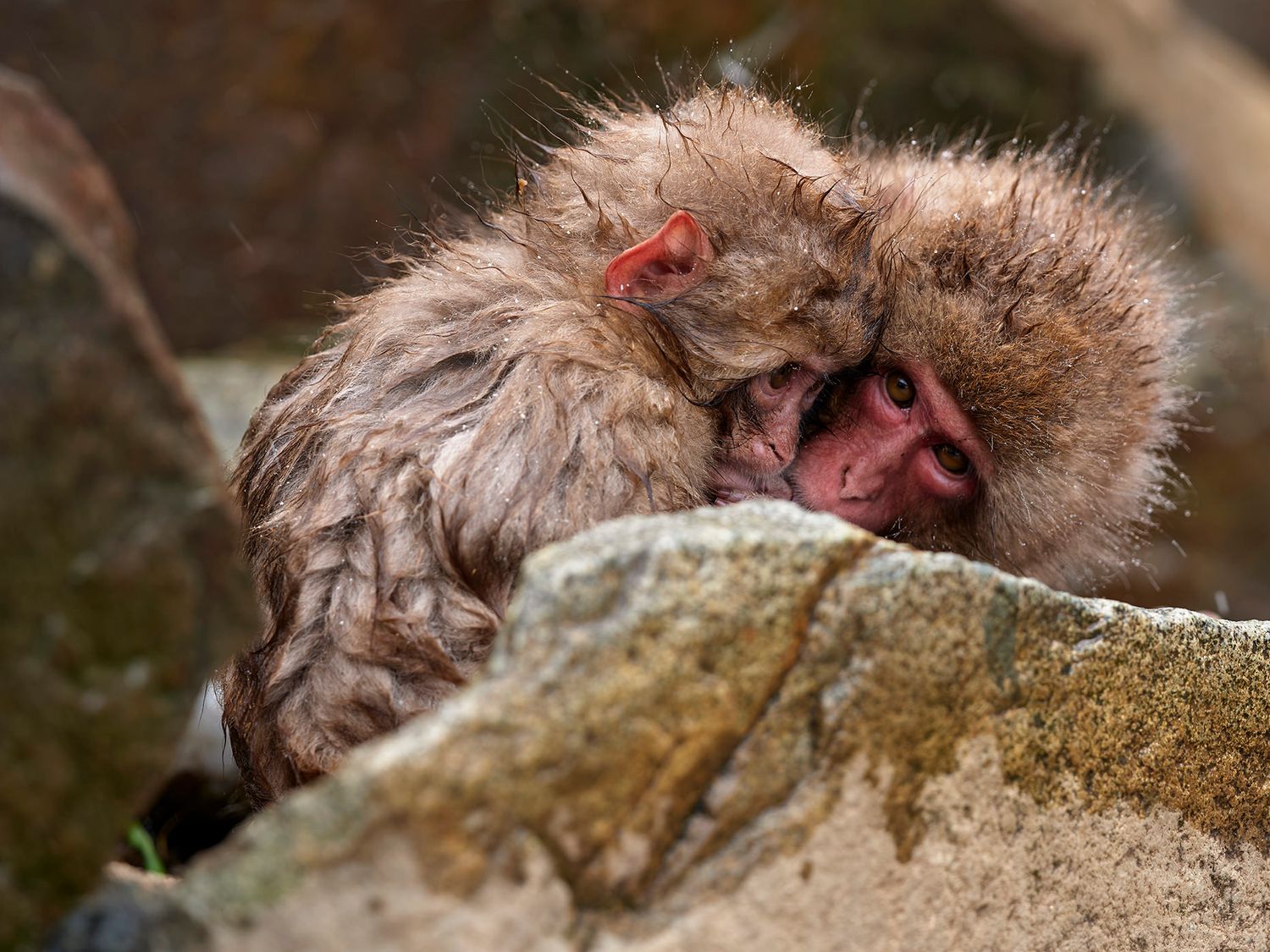 Two Japanese macaque snow monkeys cuddling together on rocks, showing affectionate bonding behavior in their natural habitat.