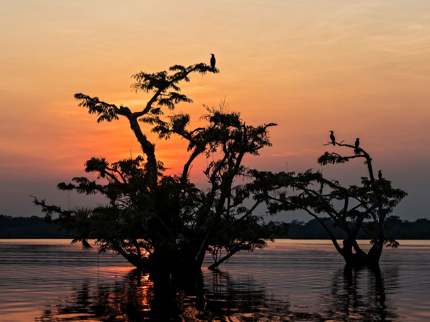 Silhouette of trees with birds perched at sunset over a calm lake with vibrant orange and red sky reflections.