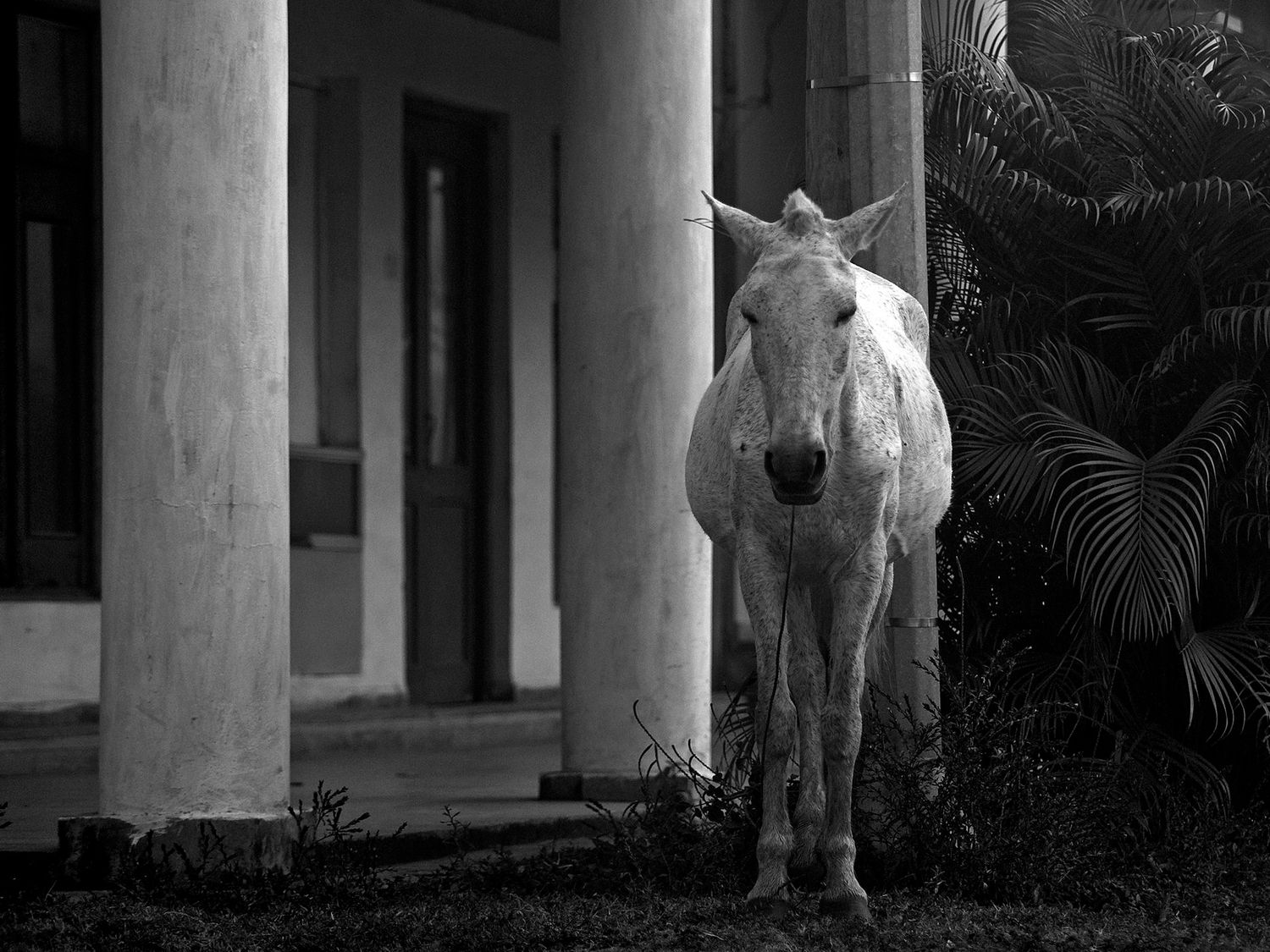 Black and white photo of a white cow standing between columns of a building with tropical plants nearby. Cuba