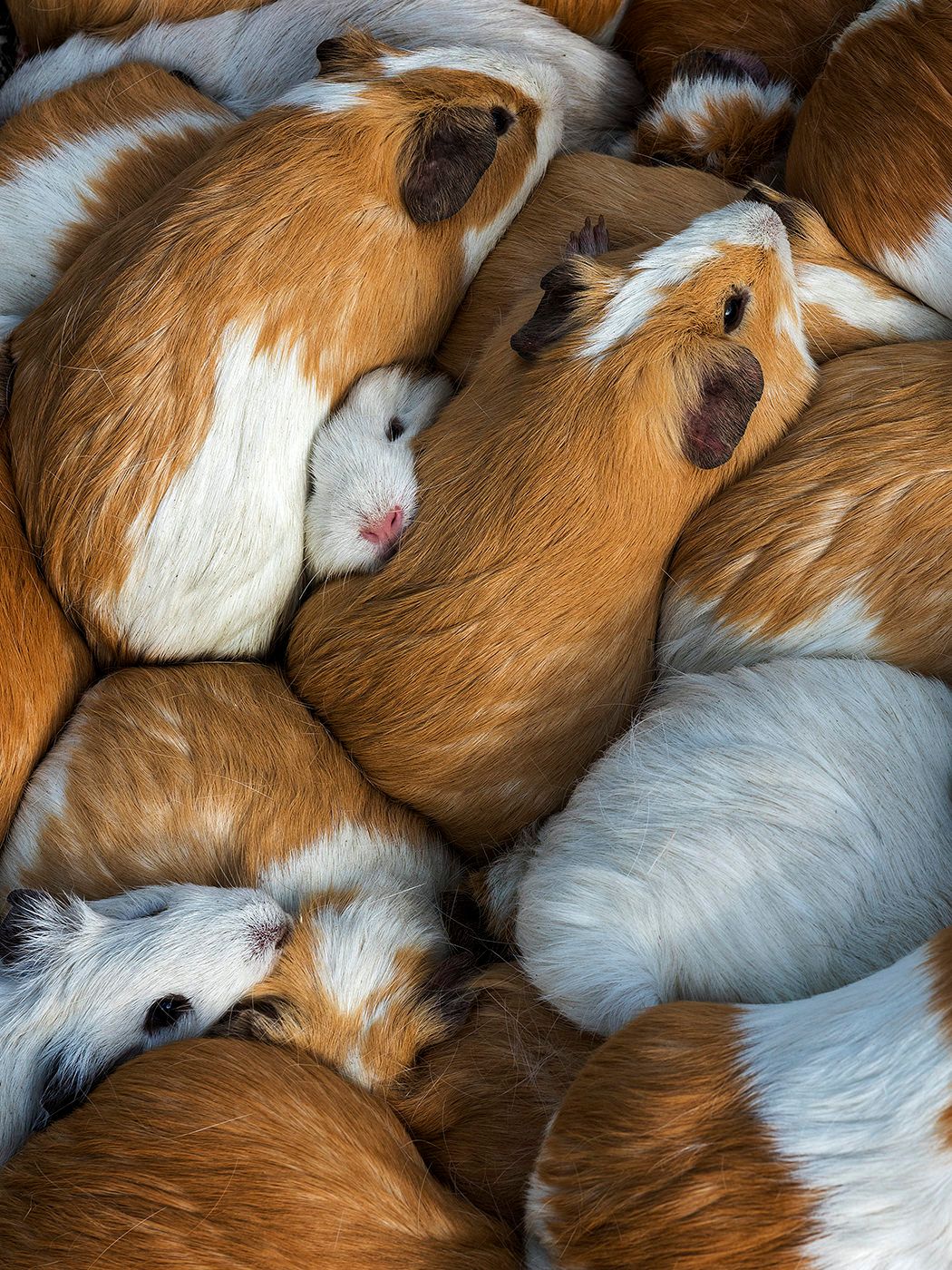 A large group of brown and white guinea pigs huddled closely together filling the entire frame.