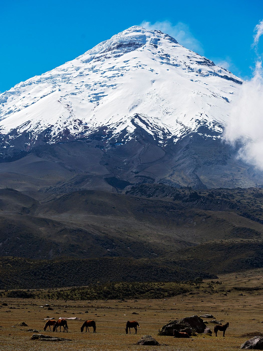Horses grazing on a vast plain below the snow-capped Cotopaxi volcano under a clear blue sky in Ecuador.
