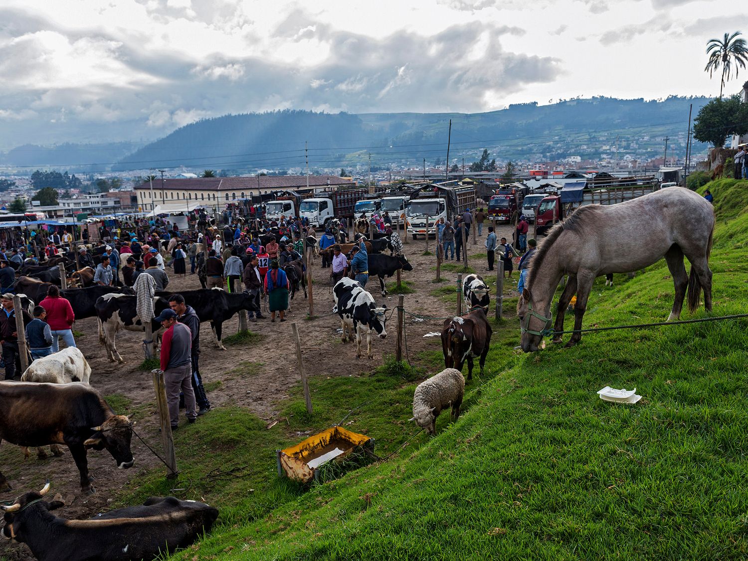 Busy outdoor livestock market with horses, cattle, and sheep grazing on a hillside amid a large crowd in a South American town.