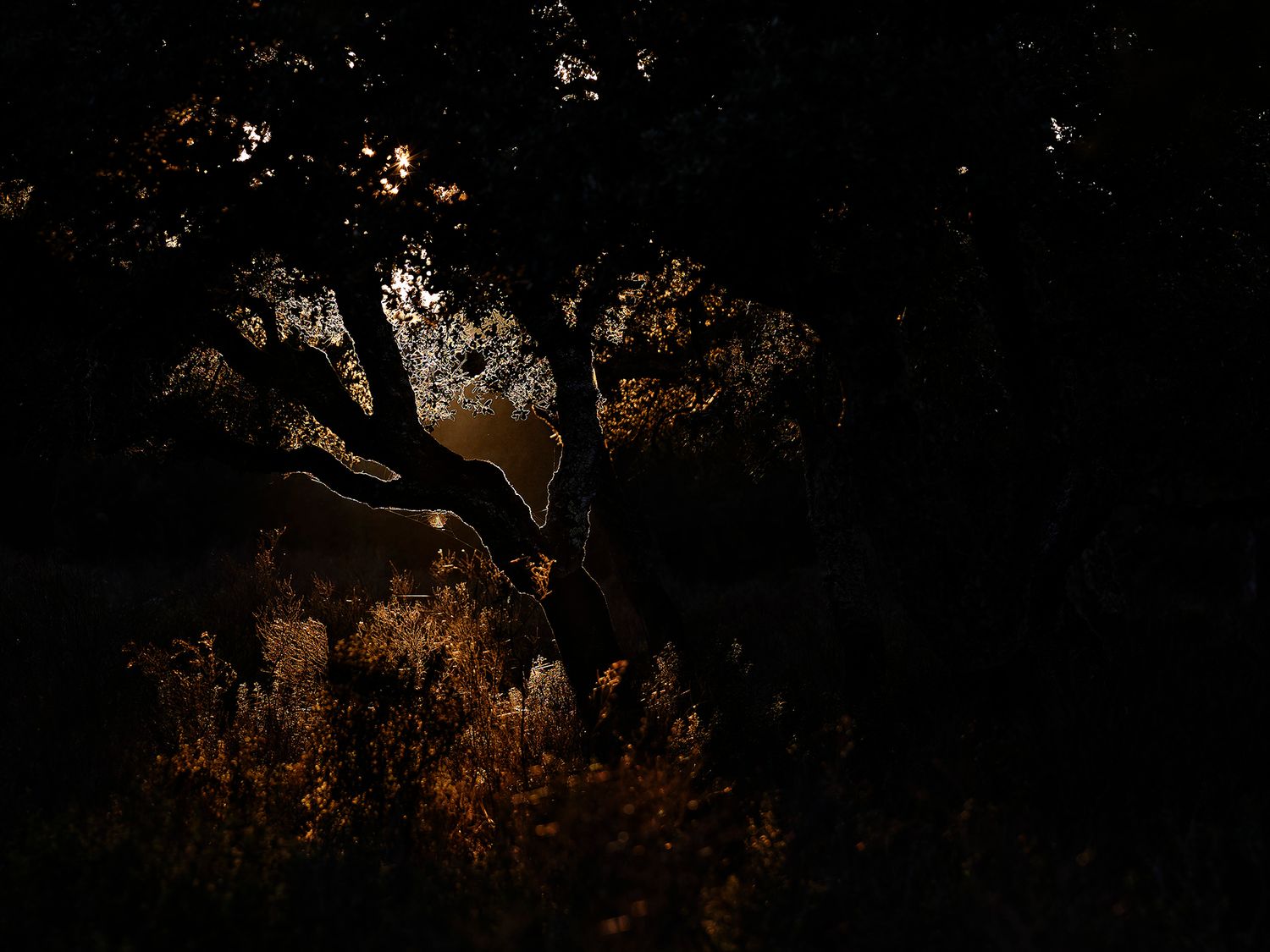 Dark forest scene with golden light illuminating tree branches and shrubs at dusk.
