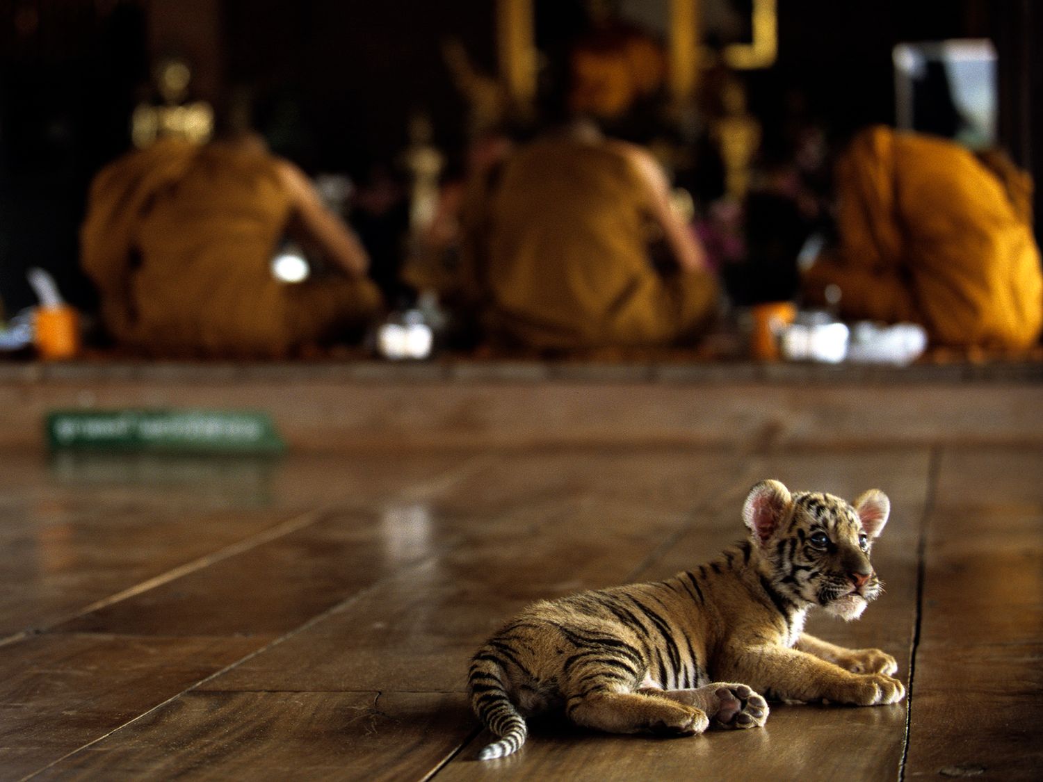 A tiger cub rests on a wooden floor in front of Buddhist monks in saffron robes during a temple ceremony.