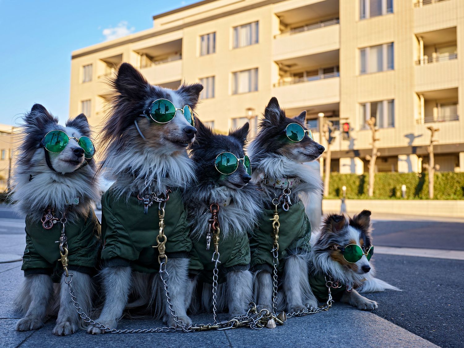 Four Shetland Sheepdogs wearing green goggles and matching jackets sit together on a sunny street.